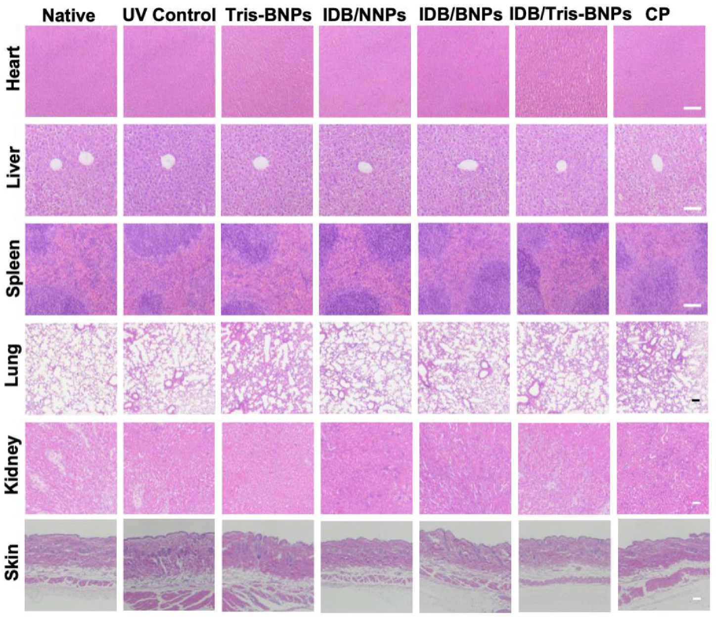 Biomedicines 11 01649 g008