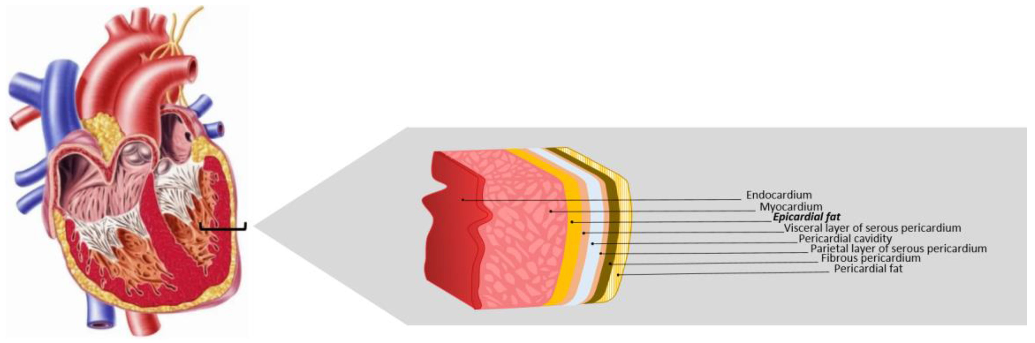 Biomedicines Free Full Text Role Of Epicardial Adipose Tissue