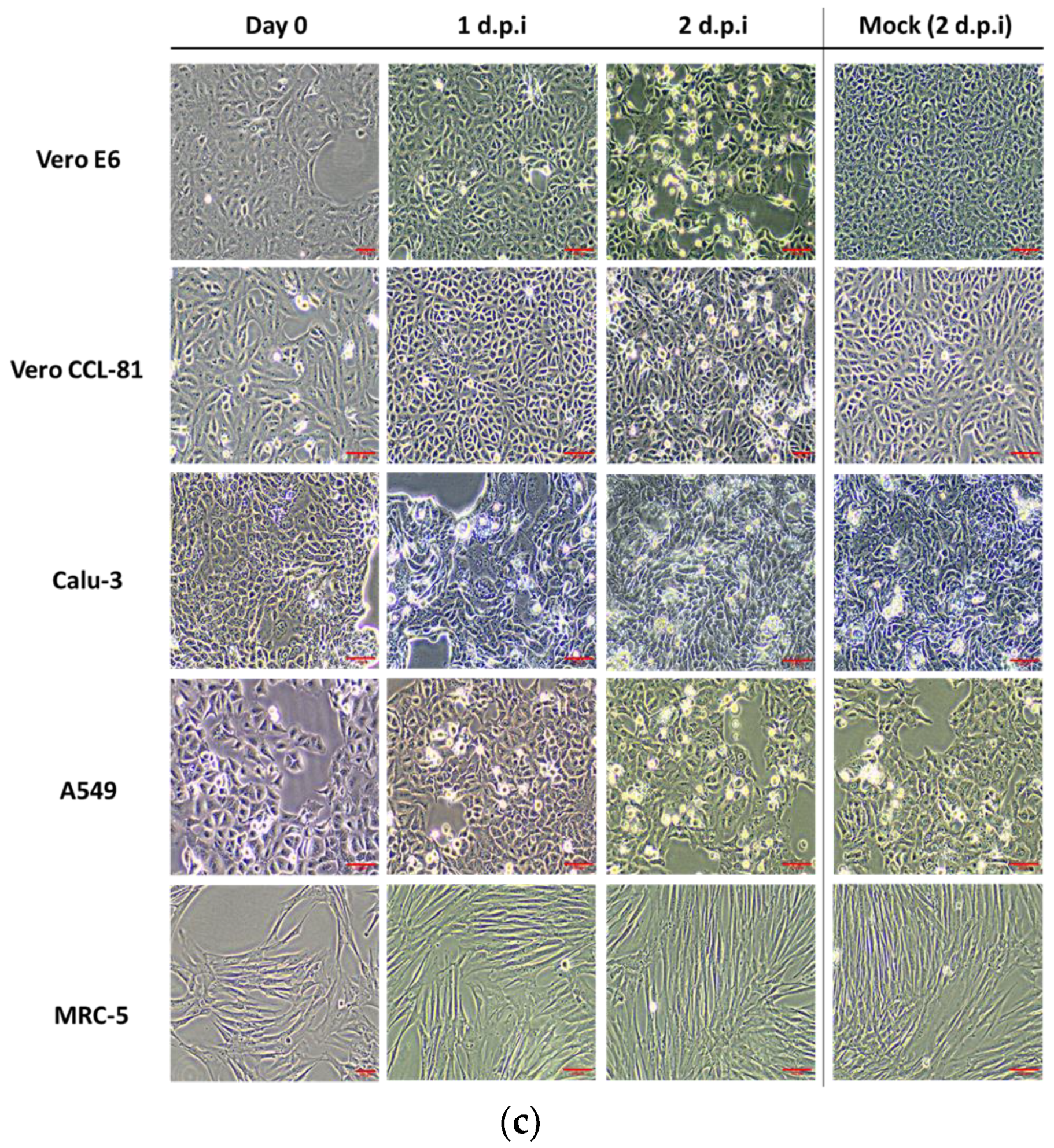 Biomedicines 11 01658 g001b Biomedicines 11 01658 g001b