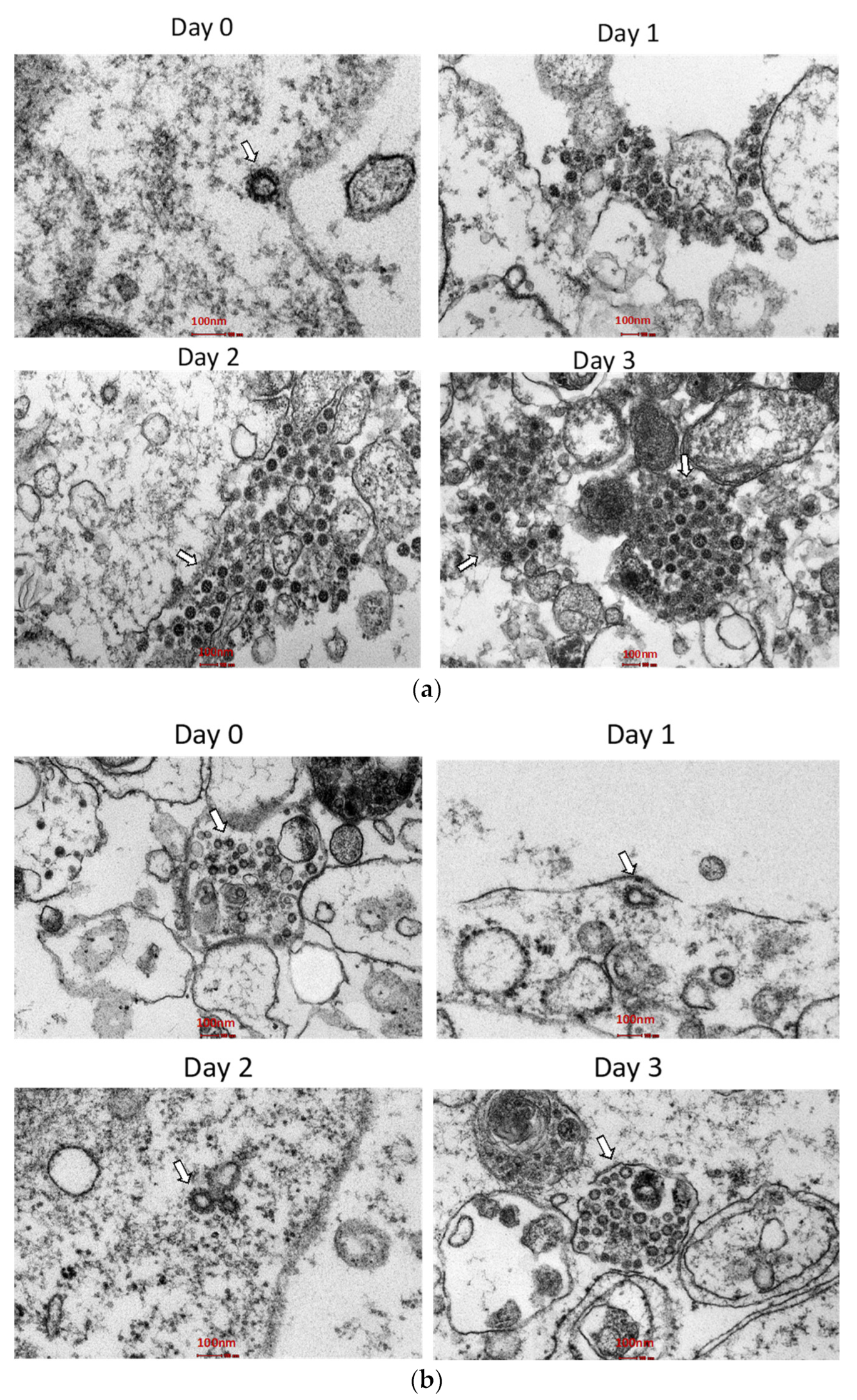 Biomedicines 11 01658 g004 Biomedicines 11 01658 g004