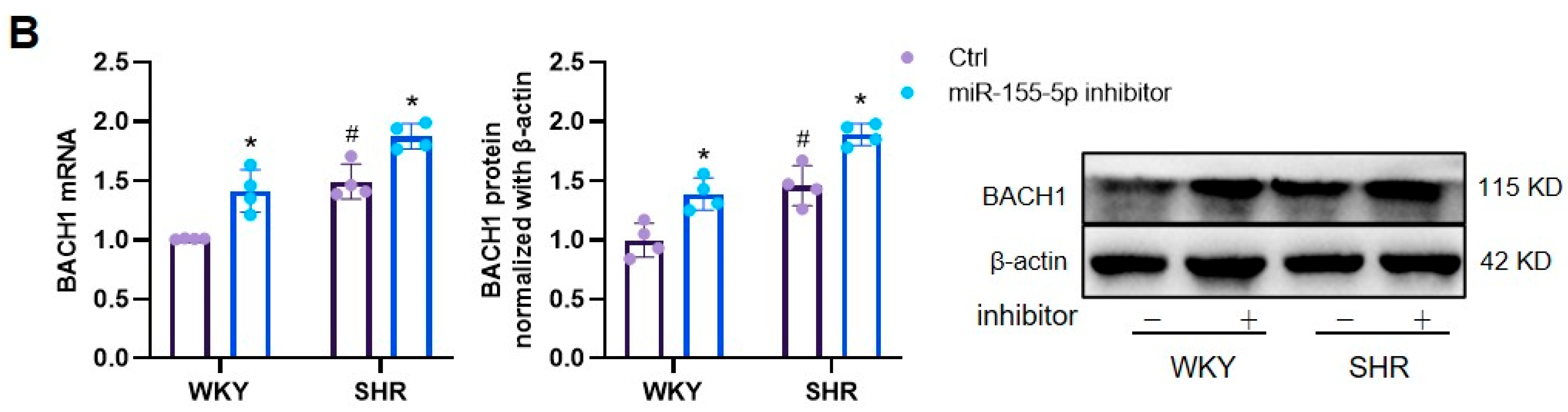 Biomedicines 11 01679 g004b