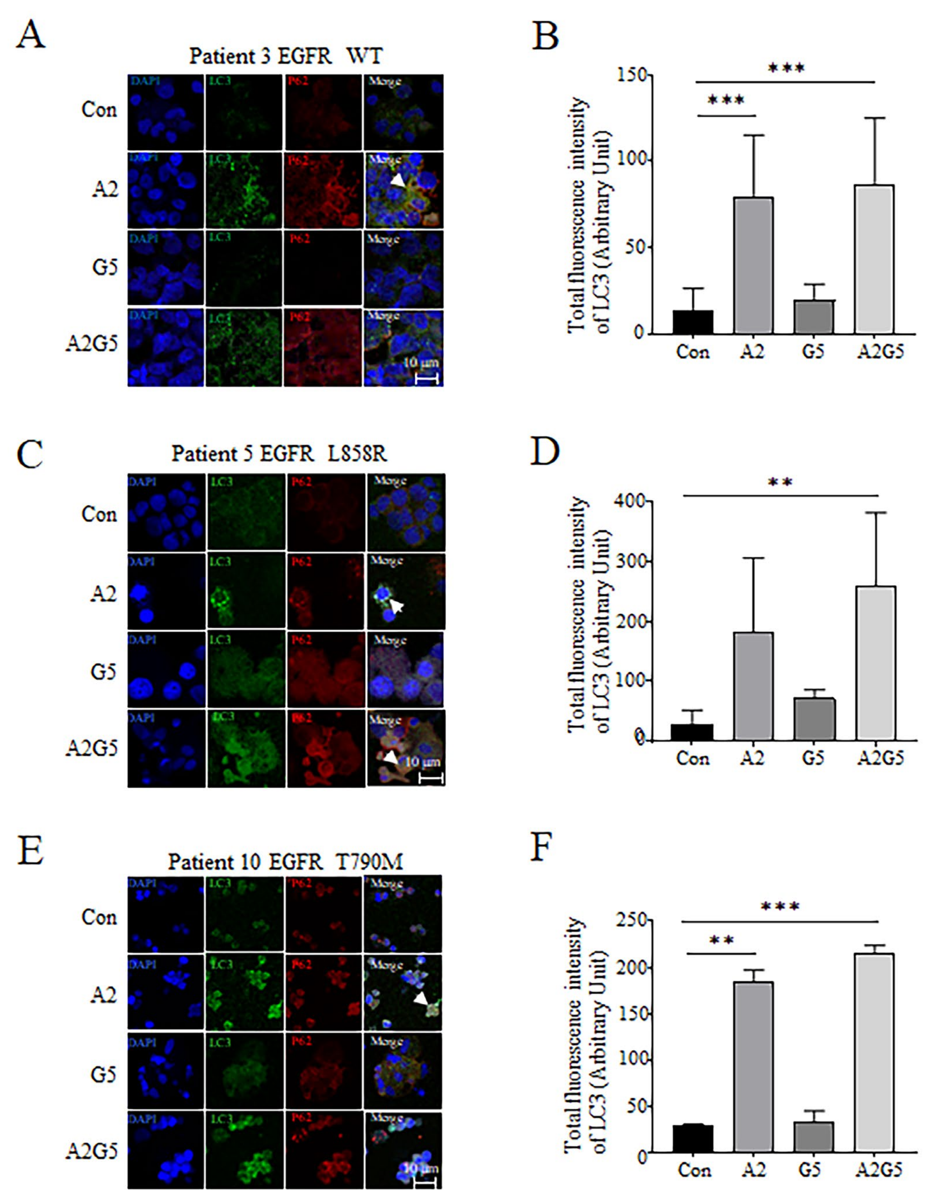 Biomedicines 11 01721 g005 Biomedicines 11 01721 g005