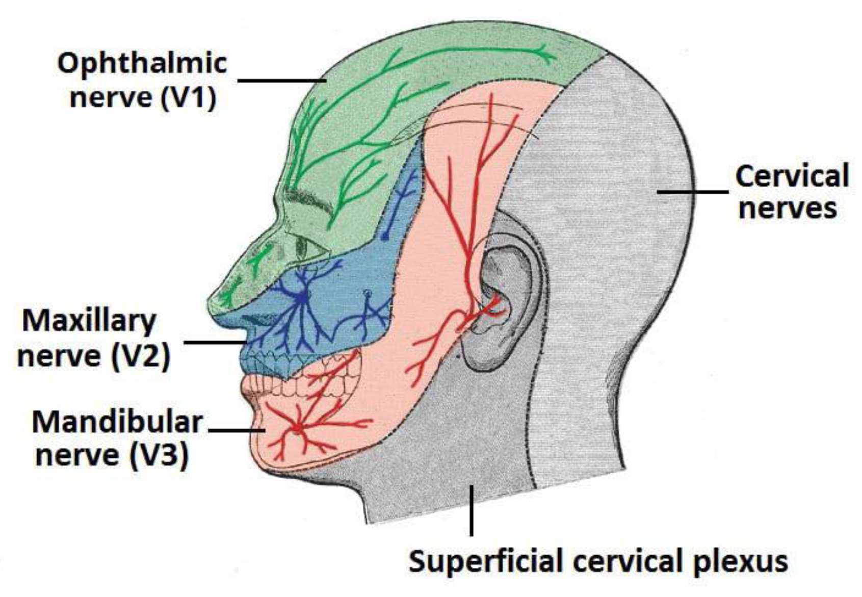 Trigemial nerve illustration. Ophtalmic, Maxillary and mandibular nerve  Stock Illustration