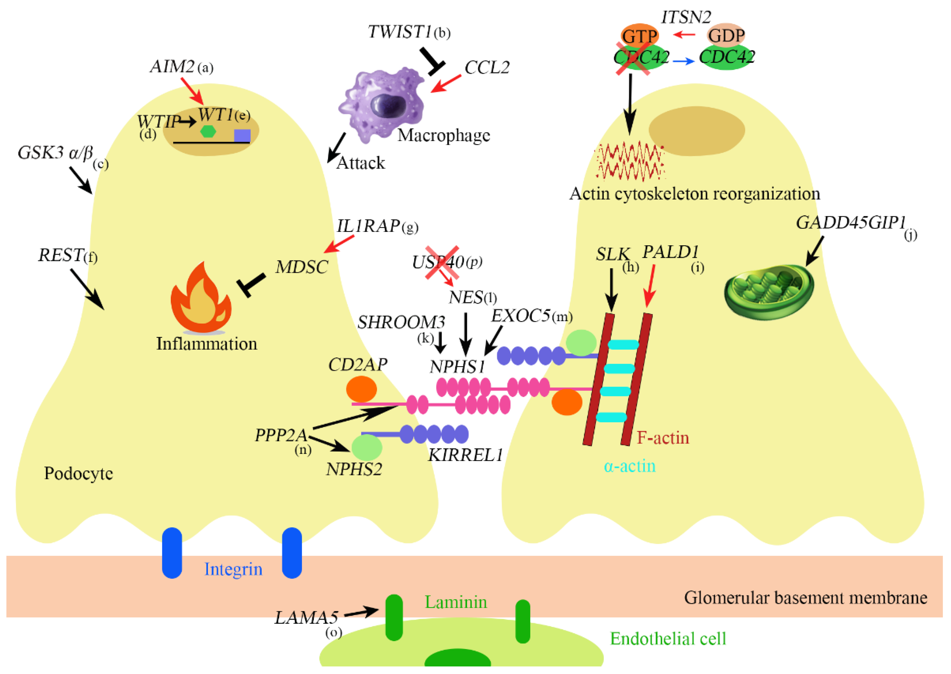 Biomedicines 11 01803 g001 Biomedicines 11 01803 g001