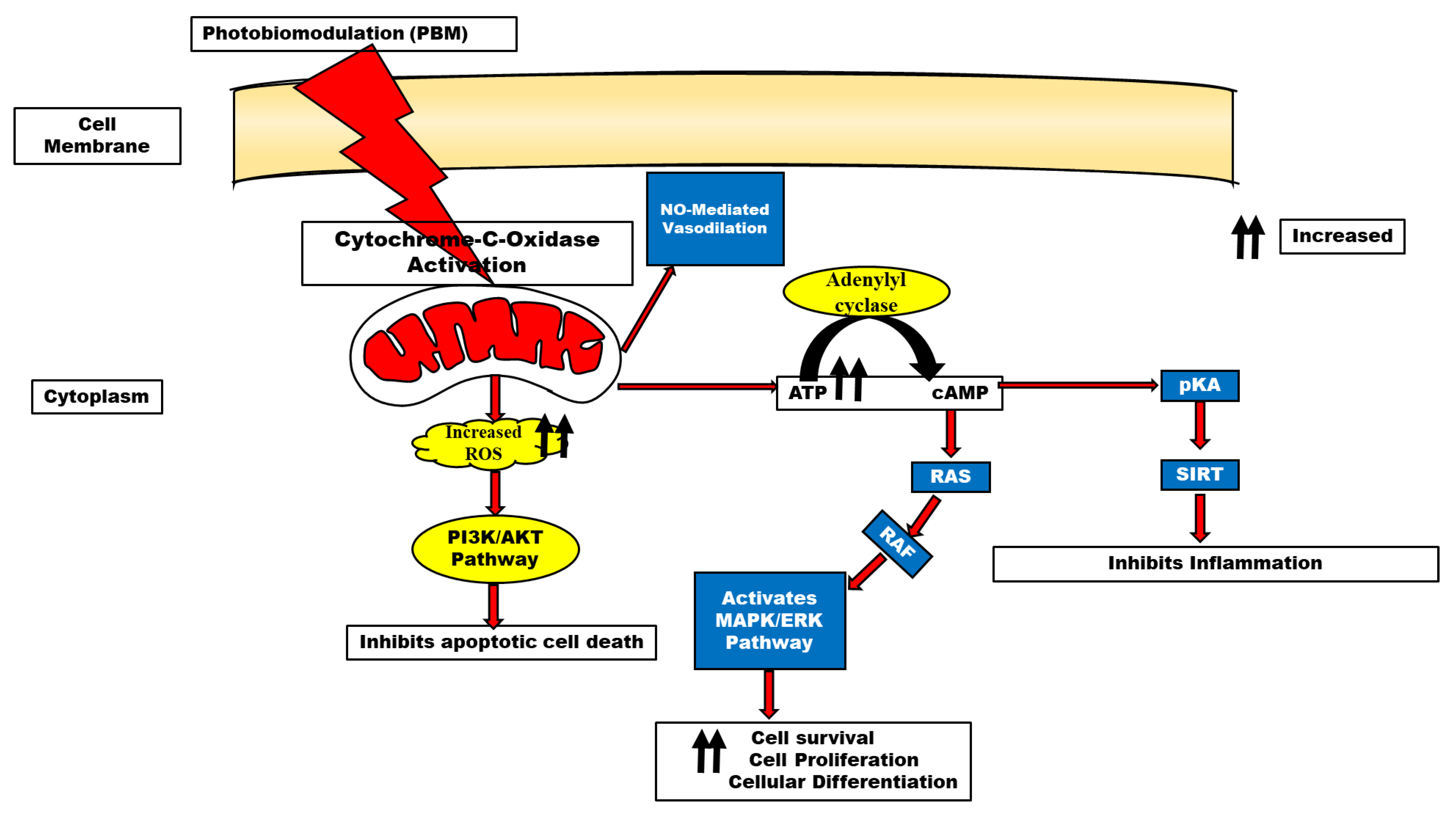 Biomedicines 11 01828 g002 Biomedicines 11 01828 g002