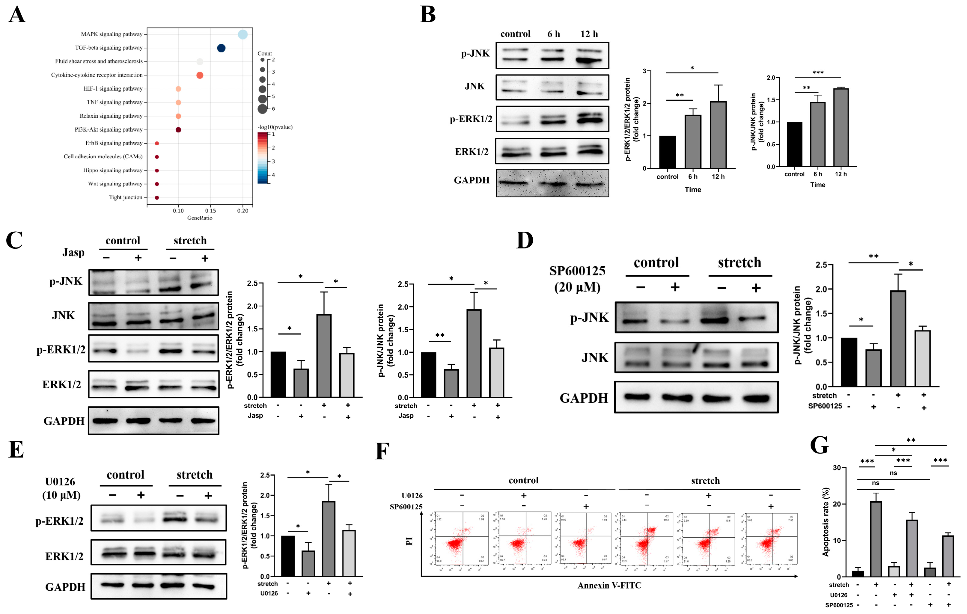Biomedicines 11 01833 g004 Biomedicines 11 01833 g004
