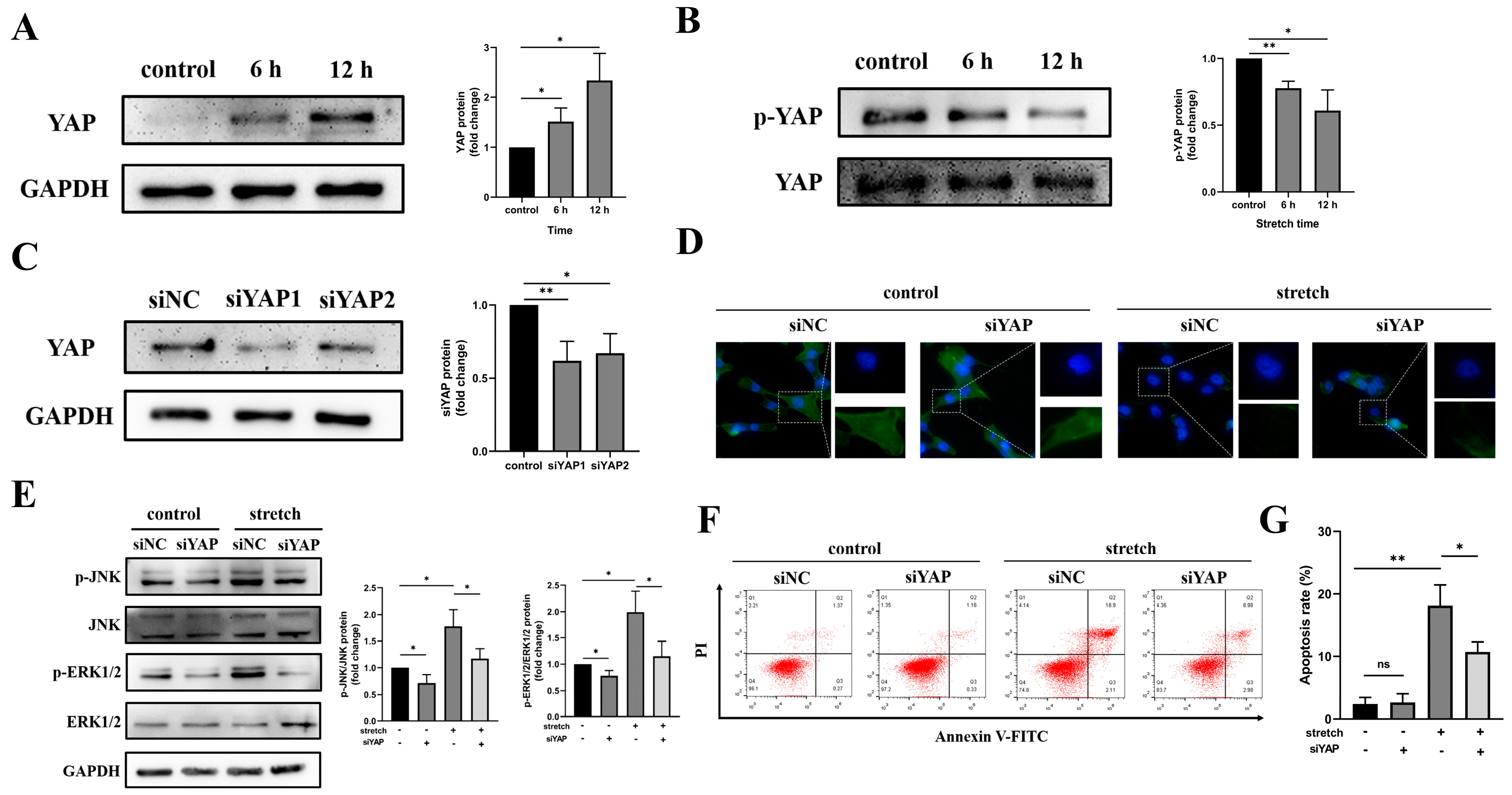 Biomedicines 11 01833 g005 Biomedicines 11 01833 g005
