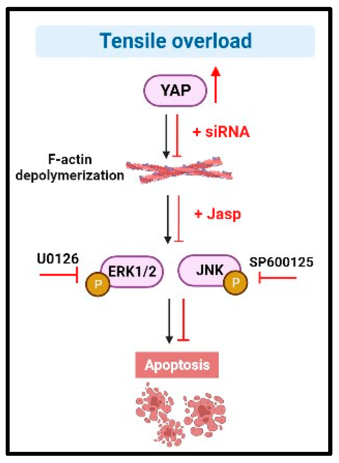 Biomedicines 11 01833 g006 Biomedicines 11 01833 g006