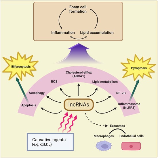 Biomedicines | Free Full-Text | Role of Macrophage lncRNAs in 