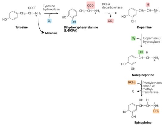 Dopamine: Structure, Crucial Functions And Adverse Effects