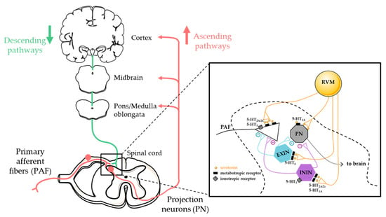 Biomedicines | Free Full-Text | Diabetic Neuropathic Pain and Serotonin ...