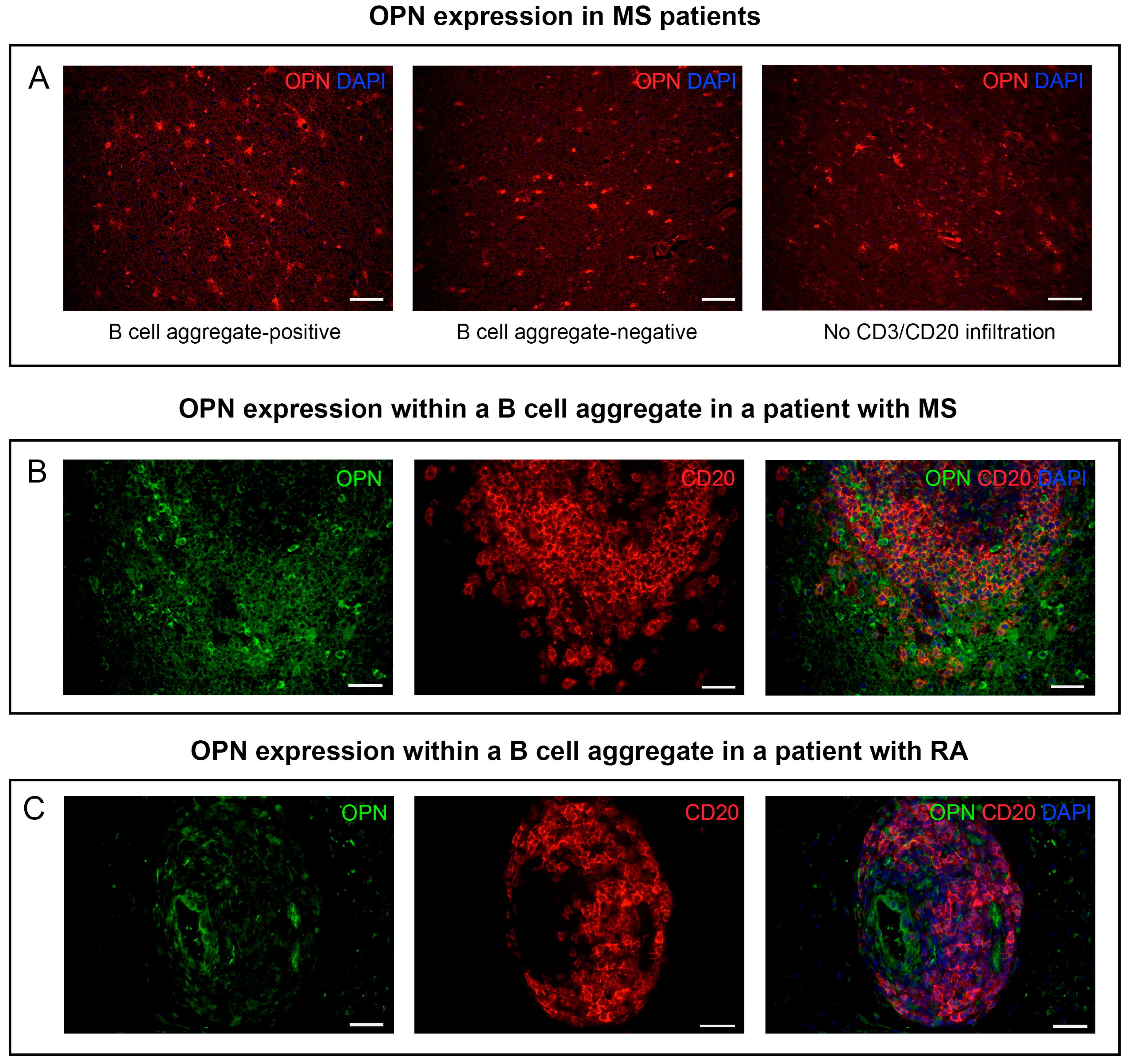 Biomedicines 11 01969 g001 Biomedicines 11 01969 g001
