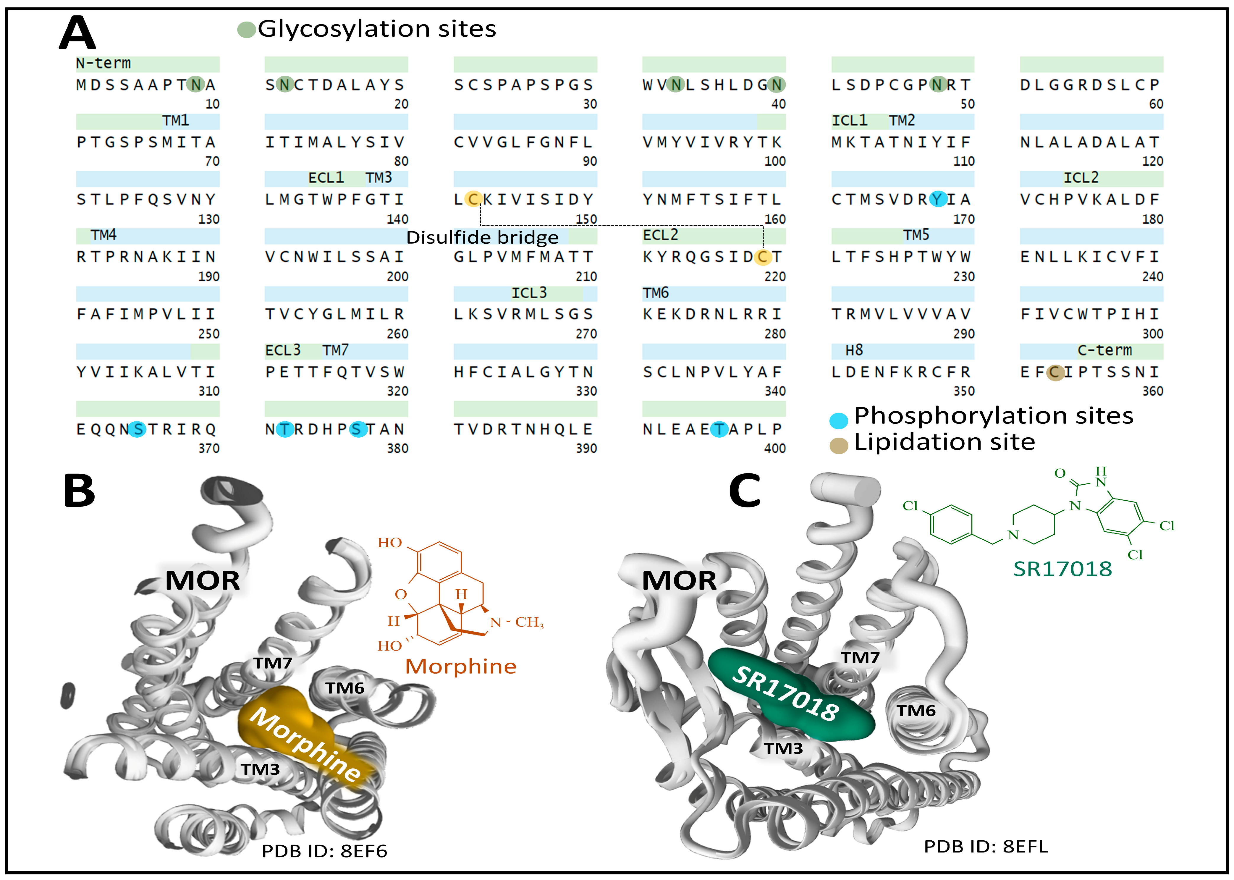 Biomedicines 11 01993 g003 Biomedicines 11 01993 g003