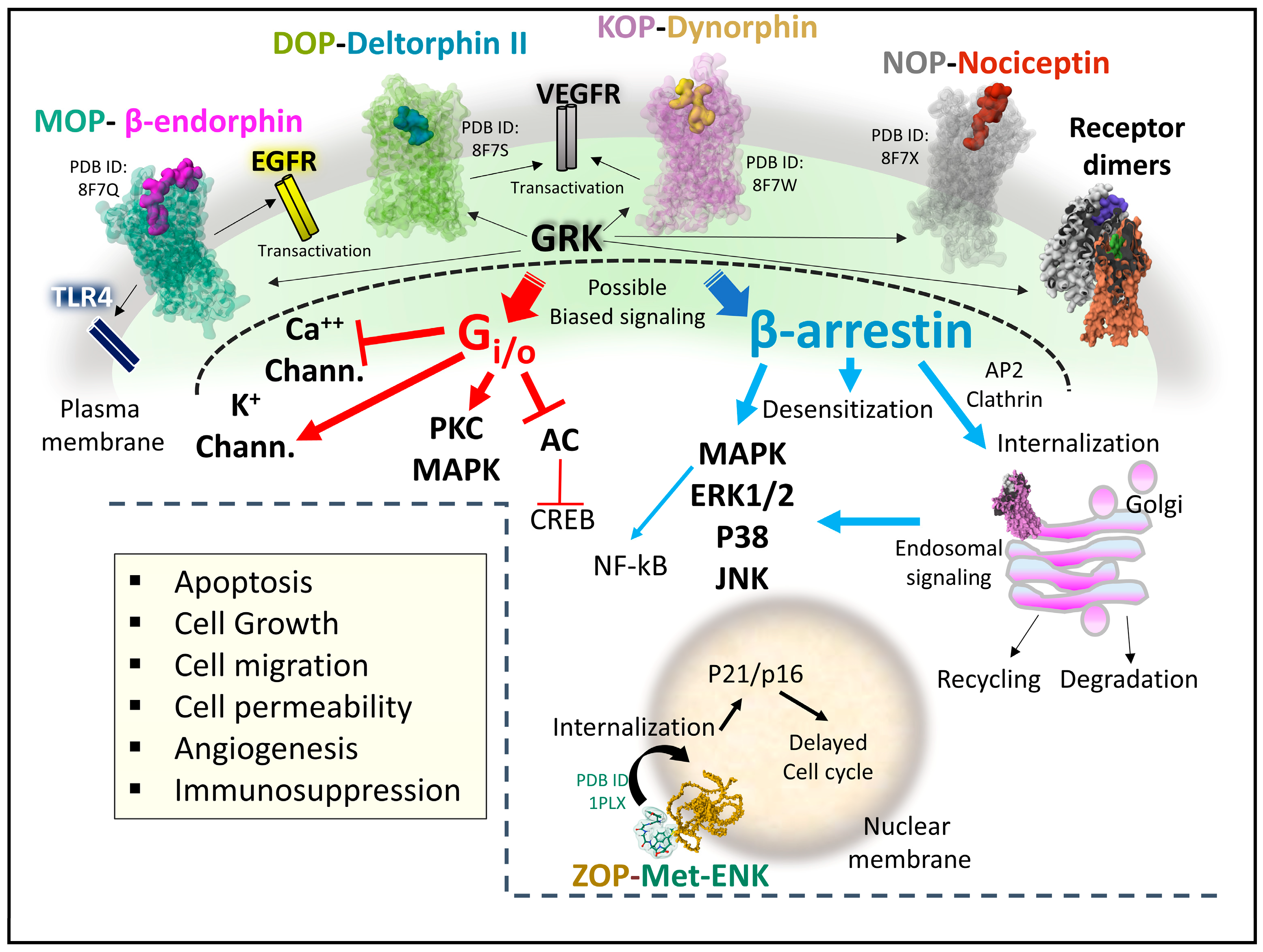 Biomedicines 11 01993 g009 Biomedicines 11 01993 g009