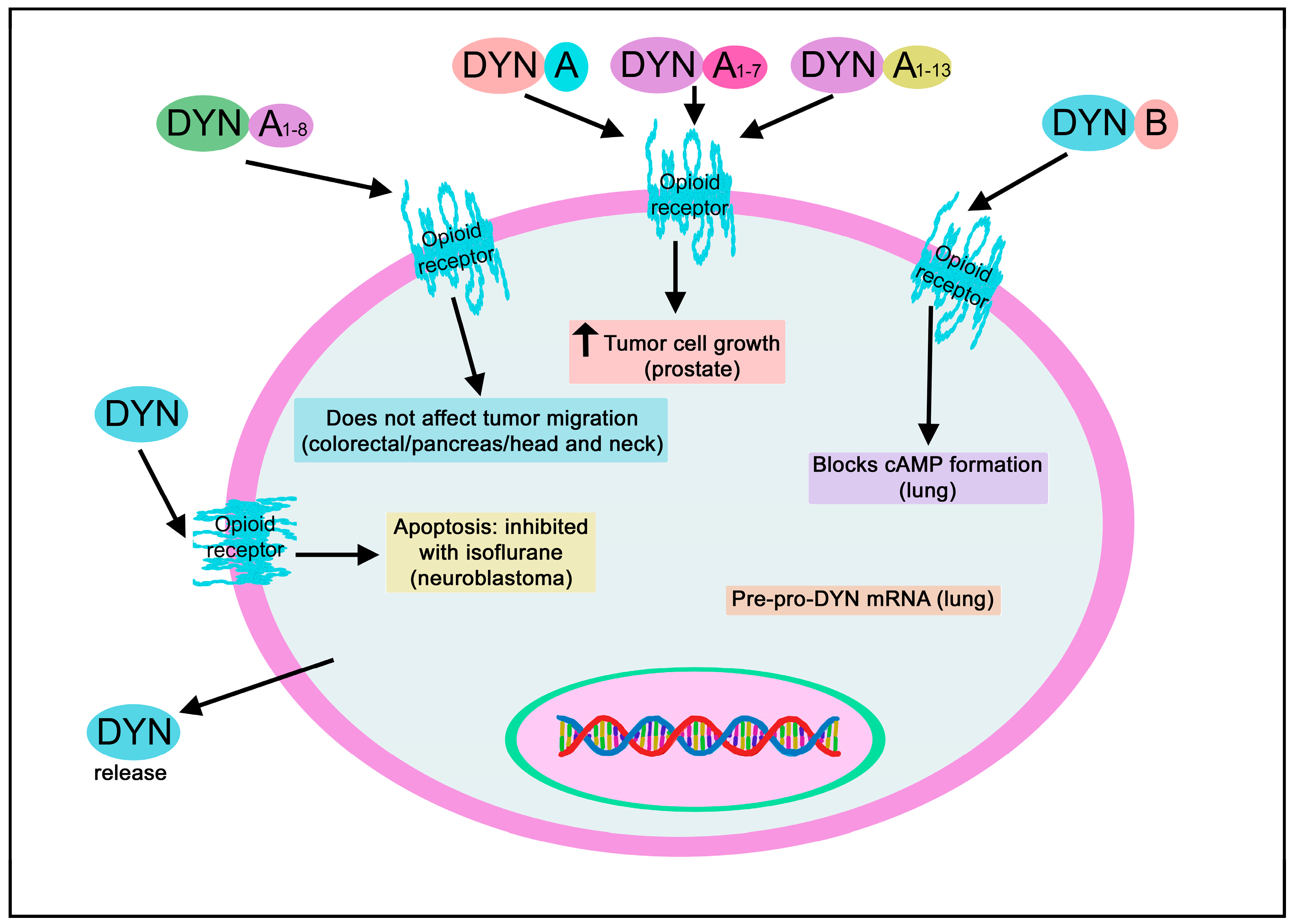 Biomedicines 11 01993 g012 Biomedicines 11 01993 g012