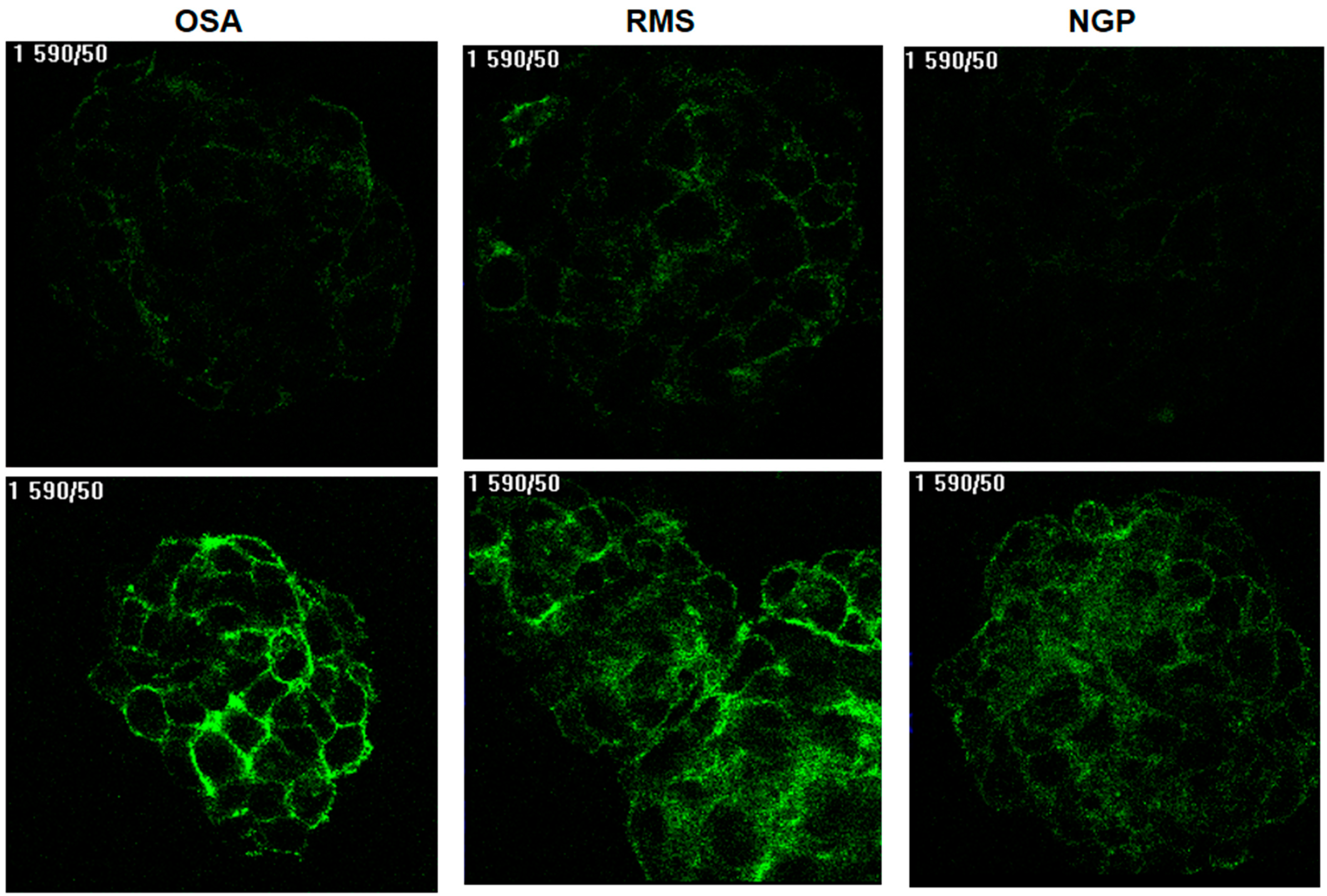 Biomedicines | Free Full-Text | Spheroids of FAP-Positive Cell Lines as a  Model for Screening Drugs That Affect FAP Expression