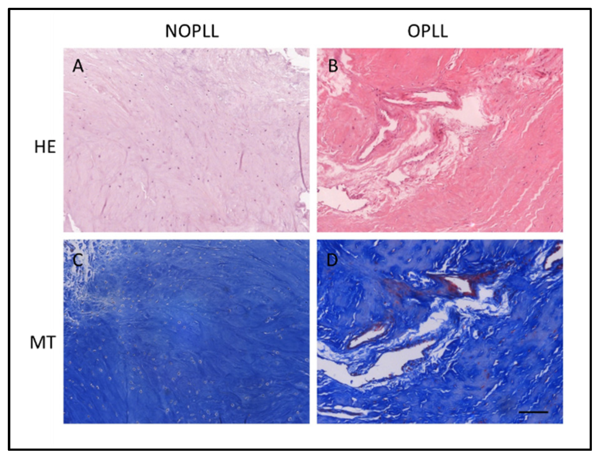 Biomedicines 11 02021 g002 Biomedicines 11 02021 g002