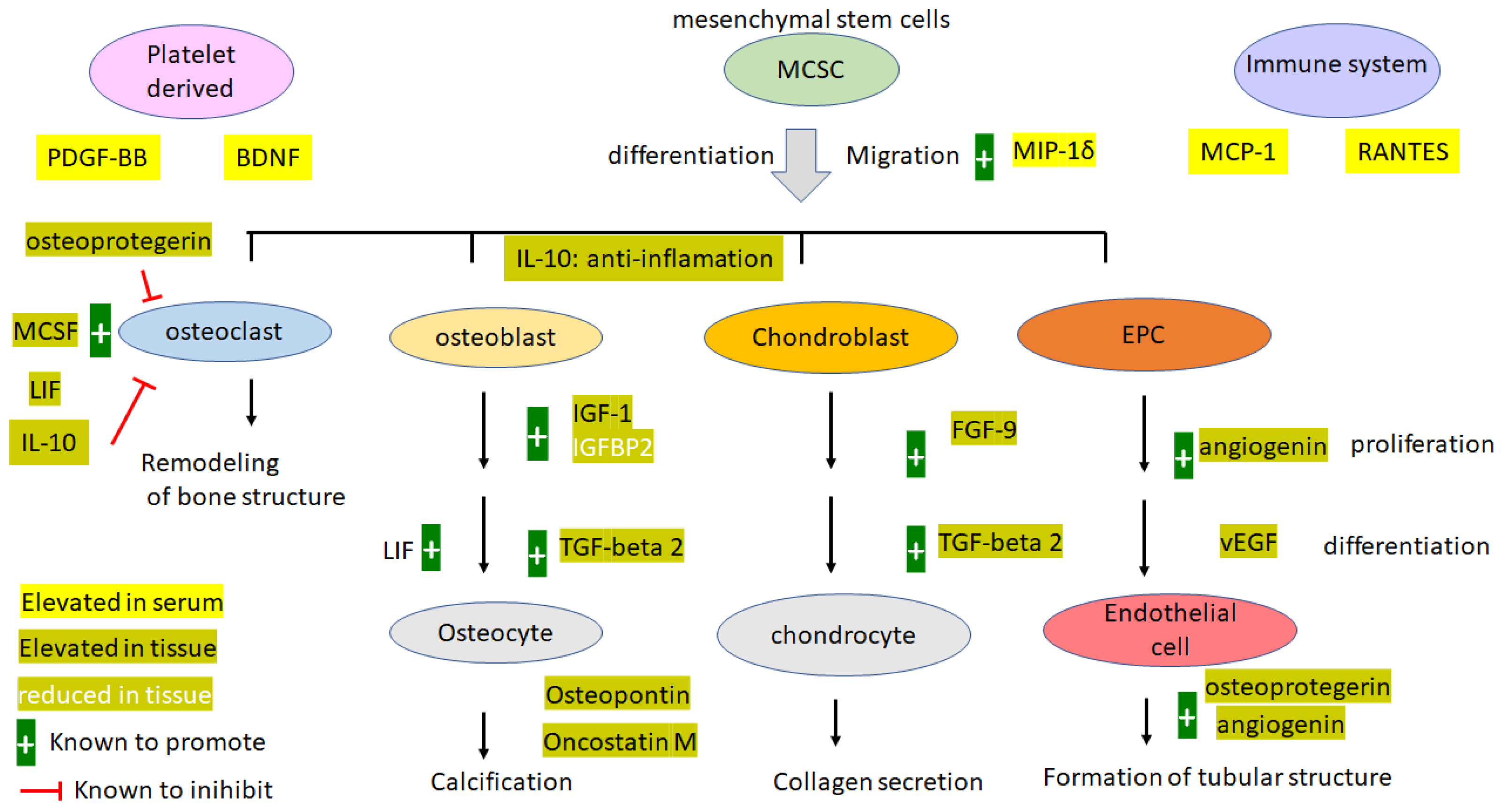 Biomedicines 11 02021 g007 Biomedicines 11 02021 g007