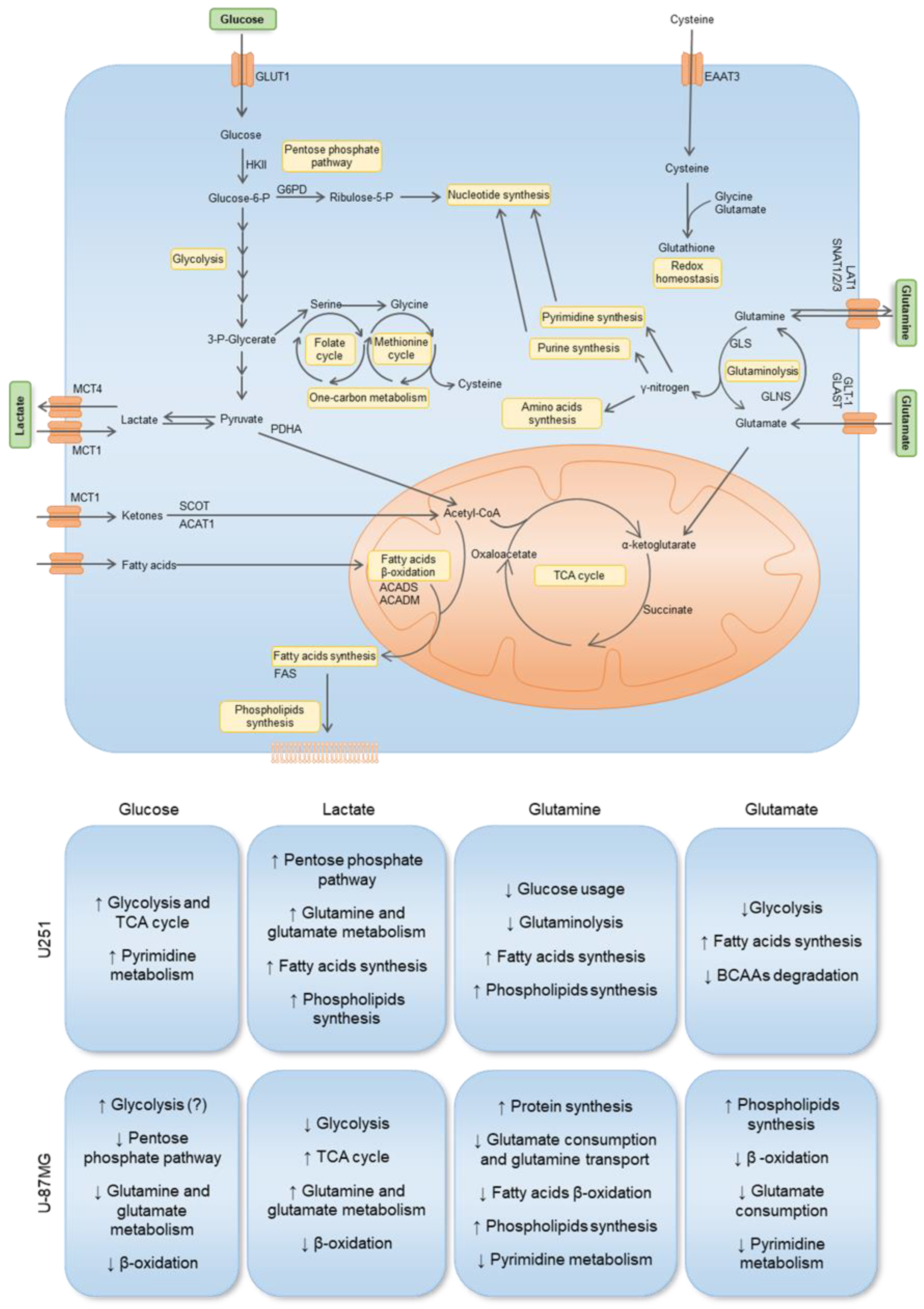 Biomedicines 11 02041 g007 Biomedicines 11 02041 g007