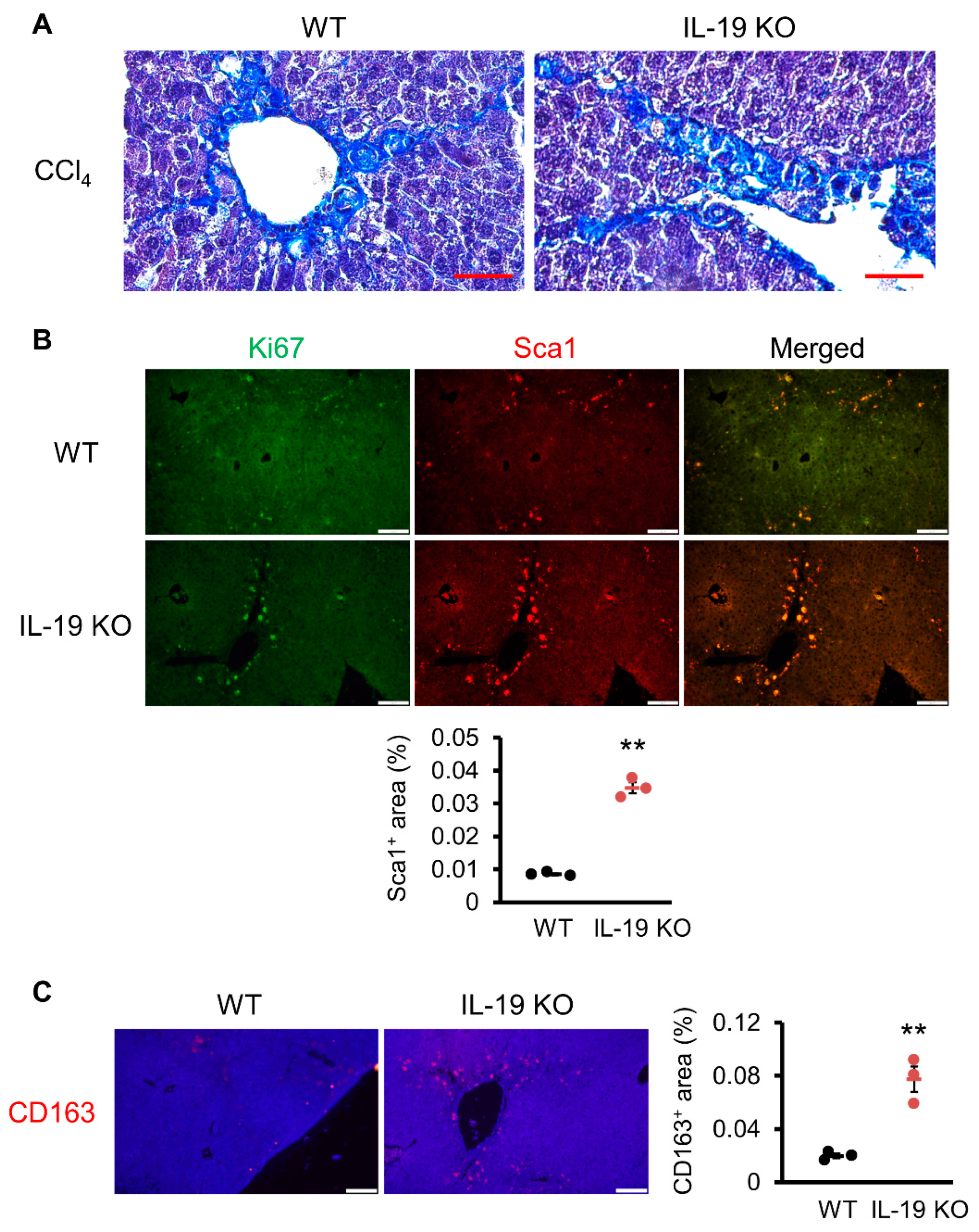 Biomedicines 11 02064 g006 Biomedicines 11 02064 g006
