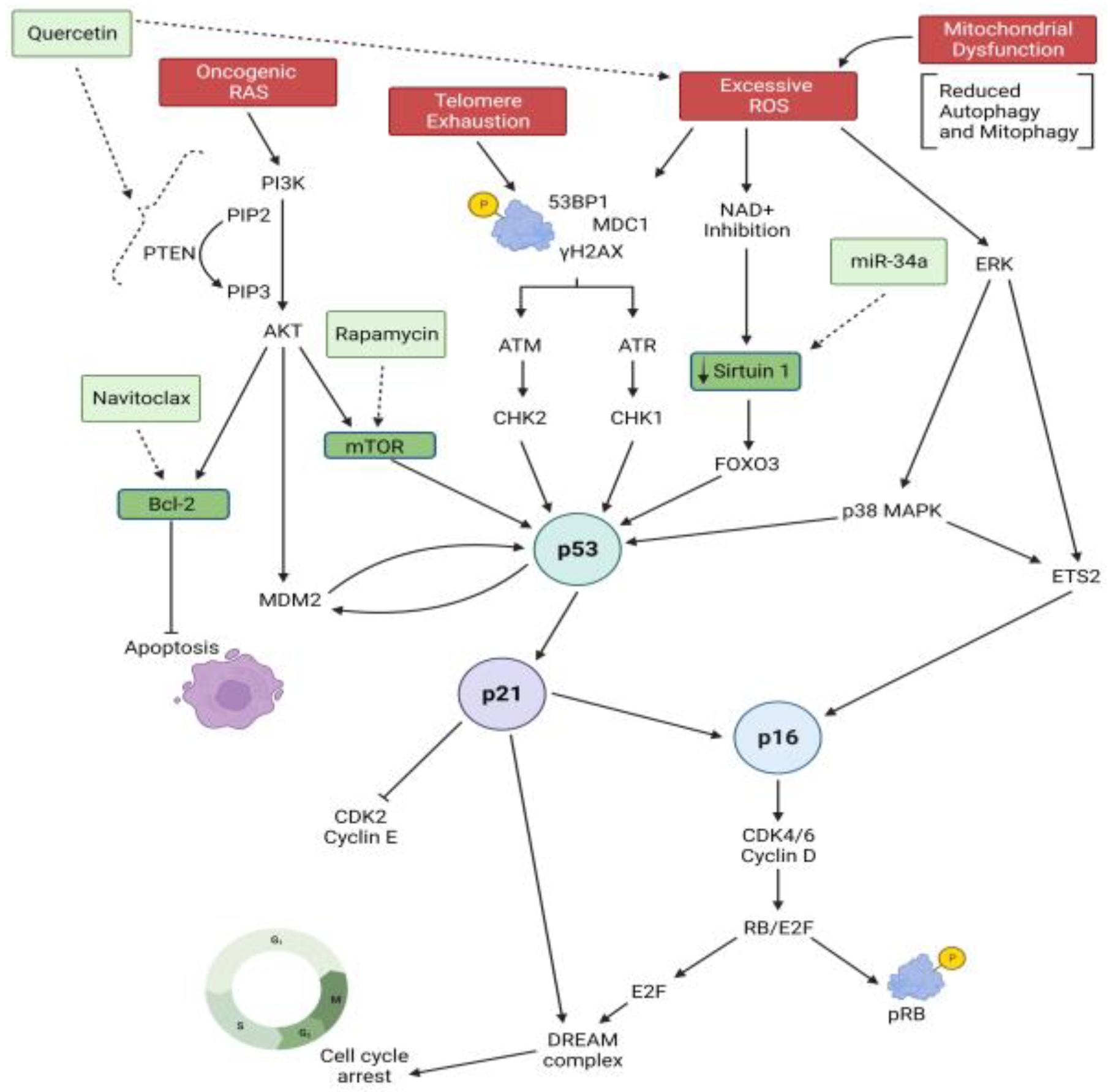 Biomedicines 11 02072 g001 Biomedicines 11 02072 g001