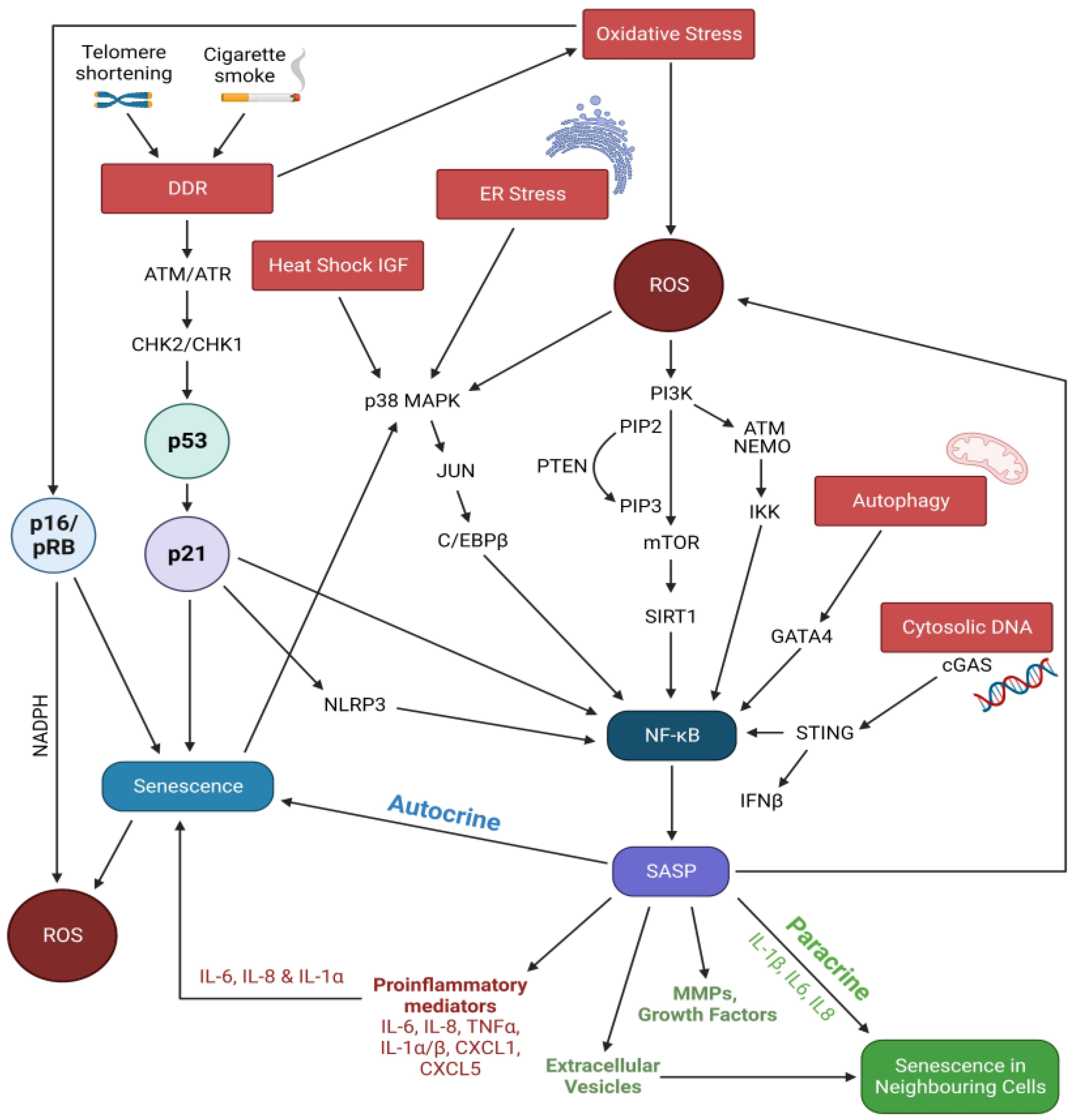 Biomedicines 11 02072 g002 Biomedicines 11 02072 g002