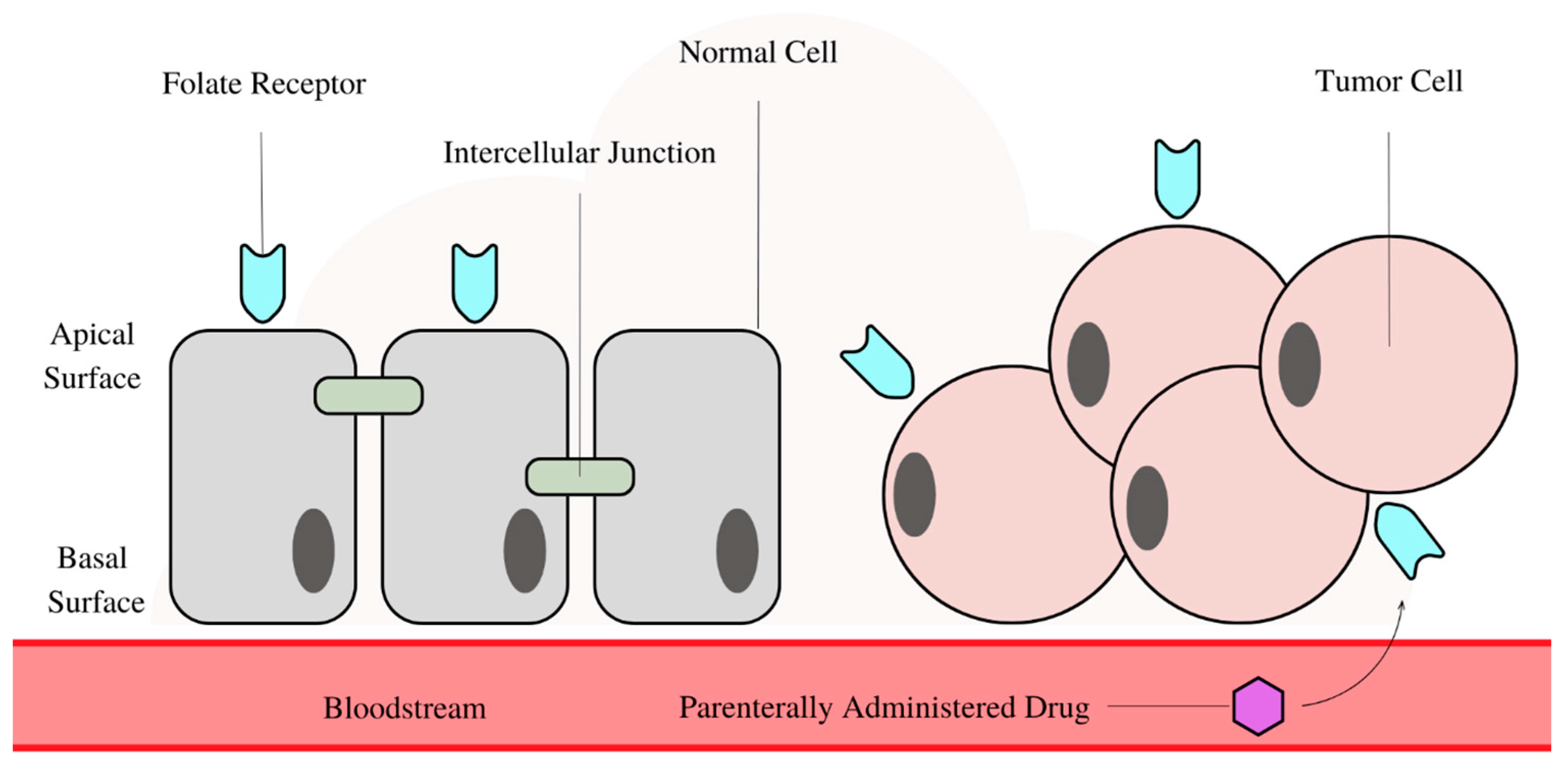 Biomedicines | Free Full-Text | Evaluation of Folate