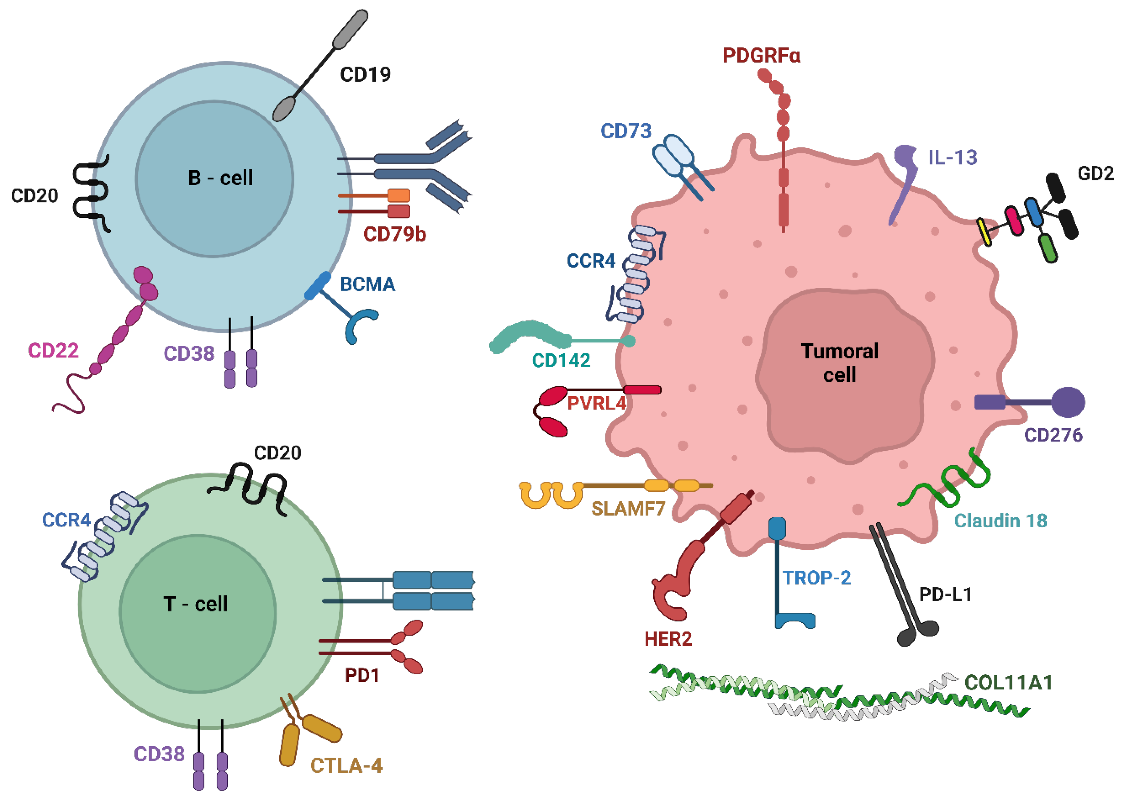 Biomedicines | Free Full-Text | Therapeutic Targets Of Monoclonal ...