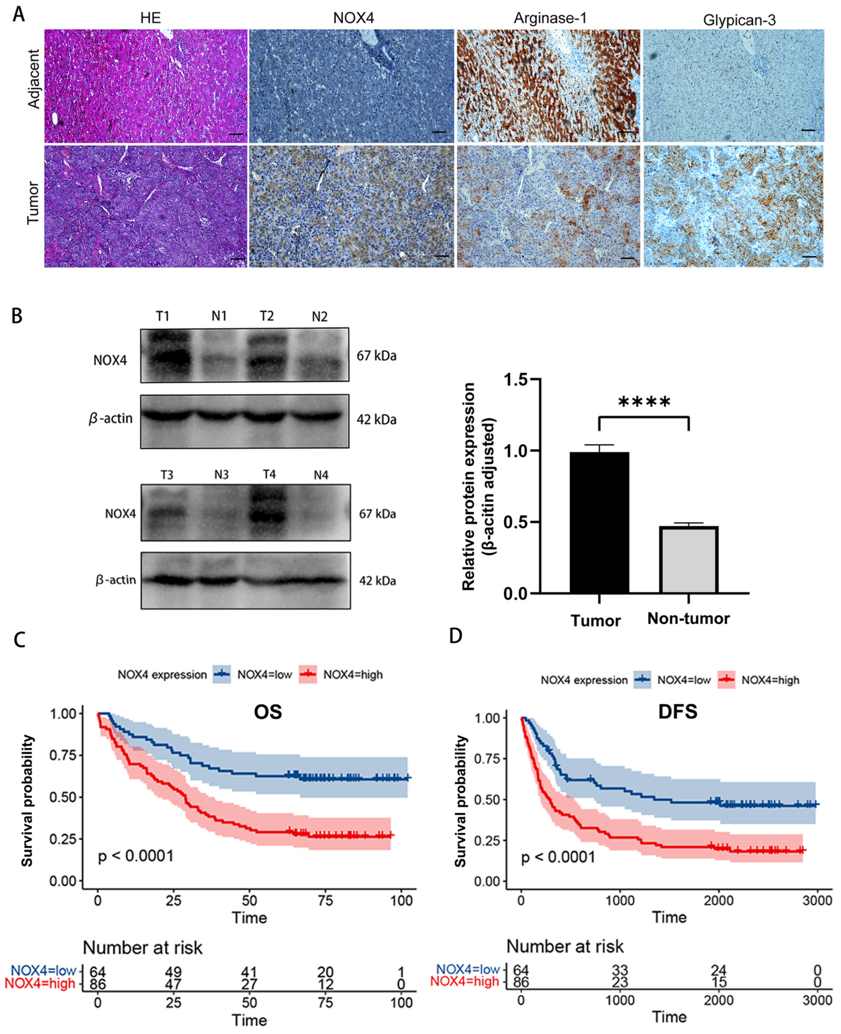 Biomedicines 11 02196 g004