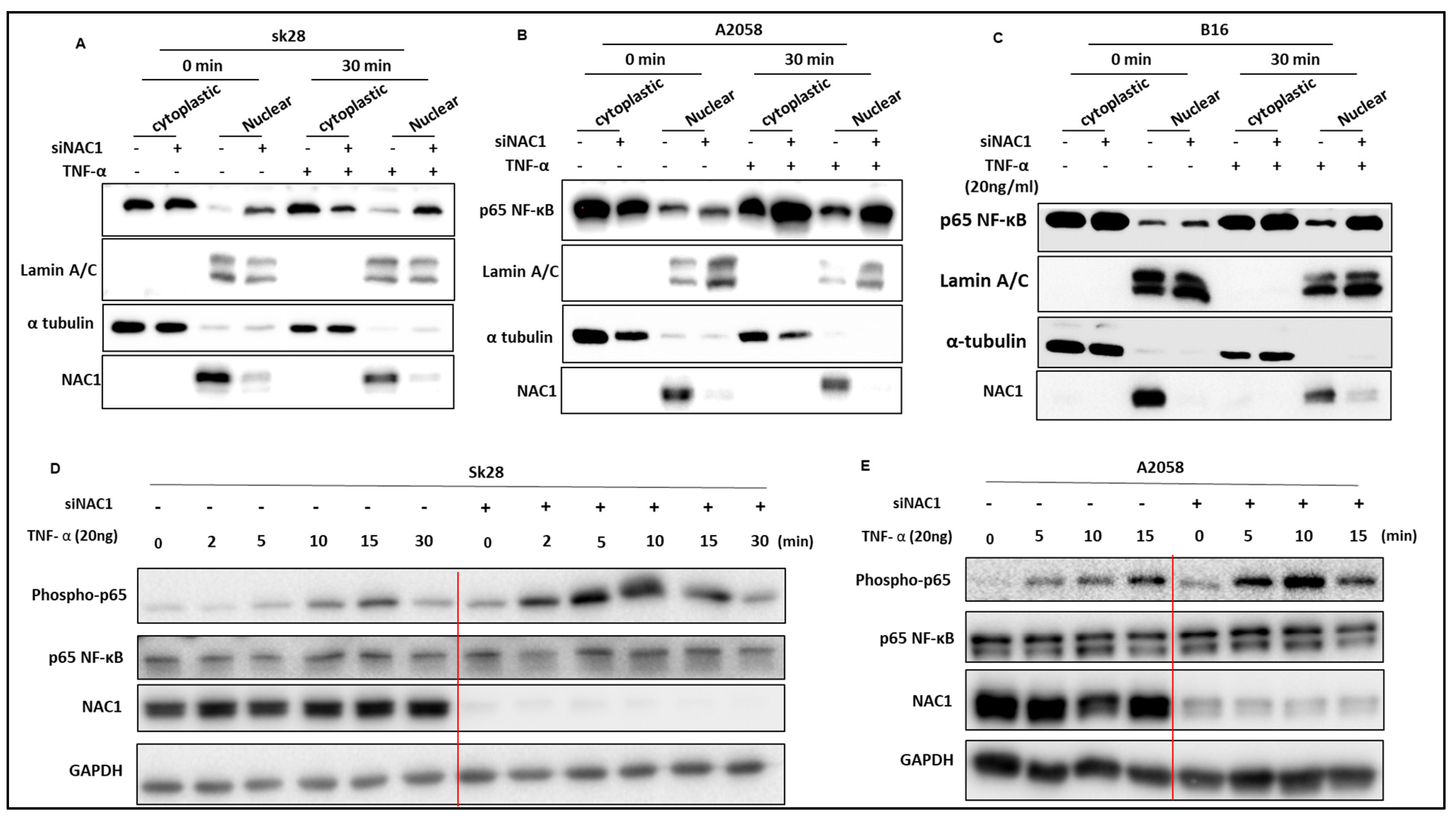Biomedicines 11 02221 g002