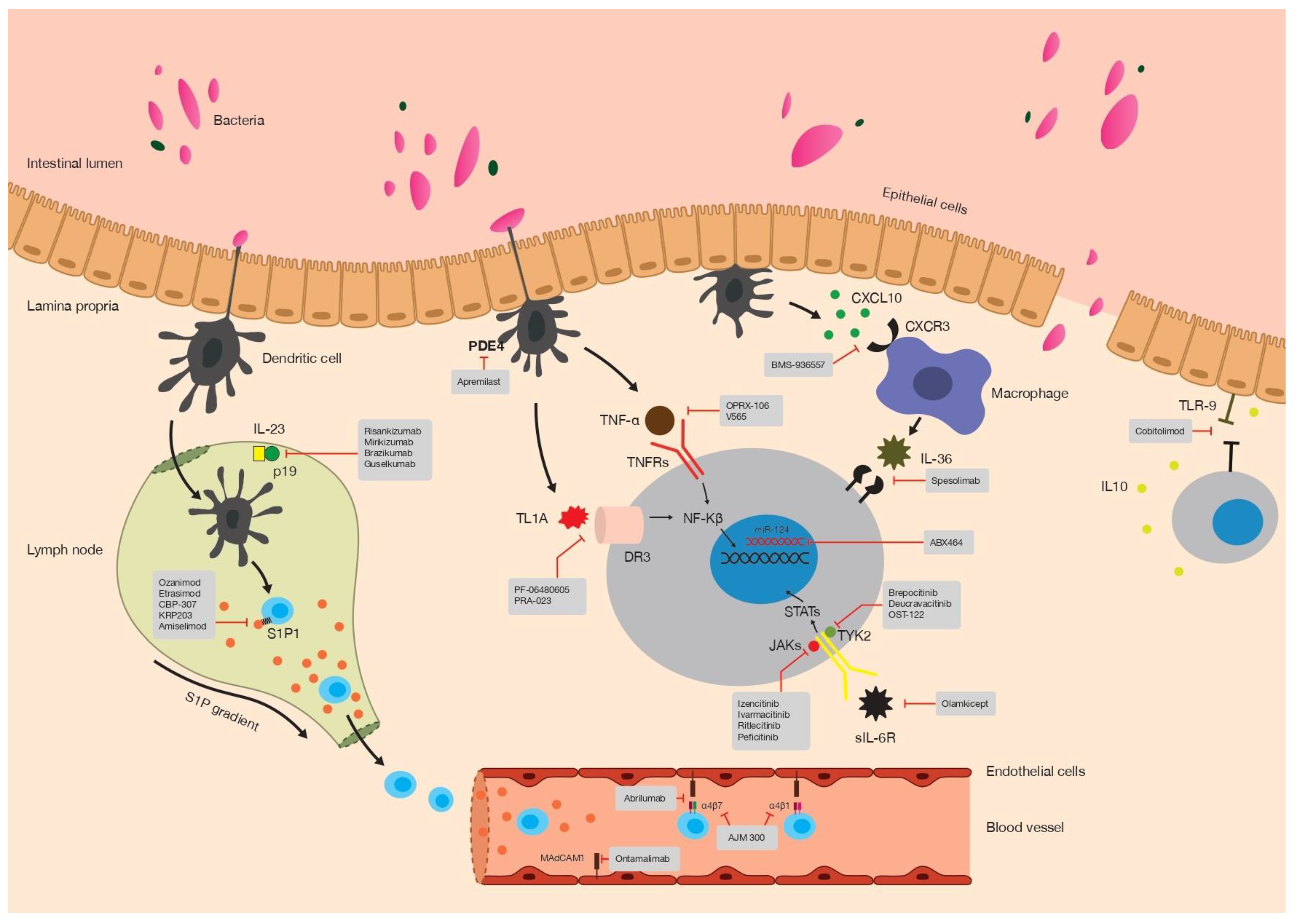 Etrasimod as induction and maintenance therapy for ulcerative colitis  (ELEVATE): two randomised, double-blind, placebo-controlled, phase 3  studies - The Lancet