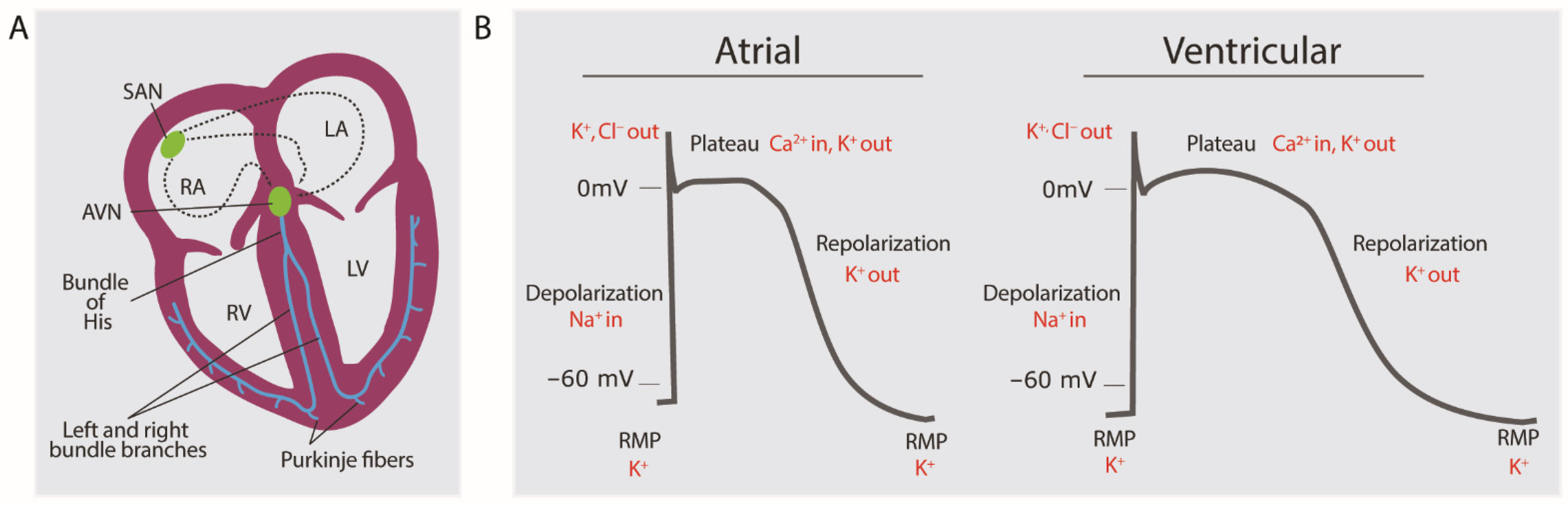 Biomedicines 11 02355 g003 Biomedicines 11 02355 g003
