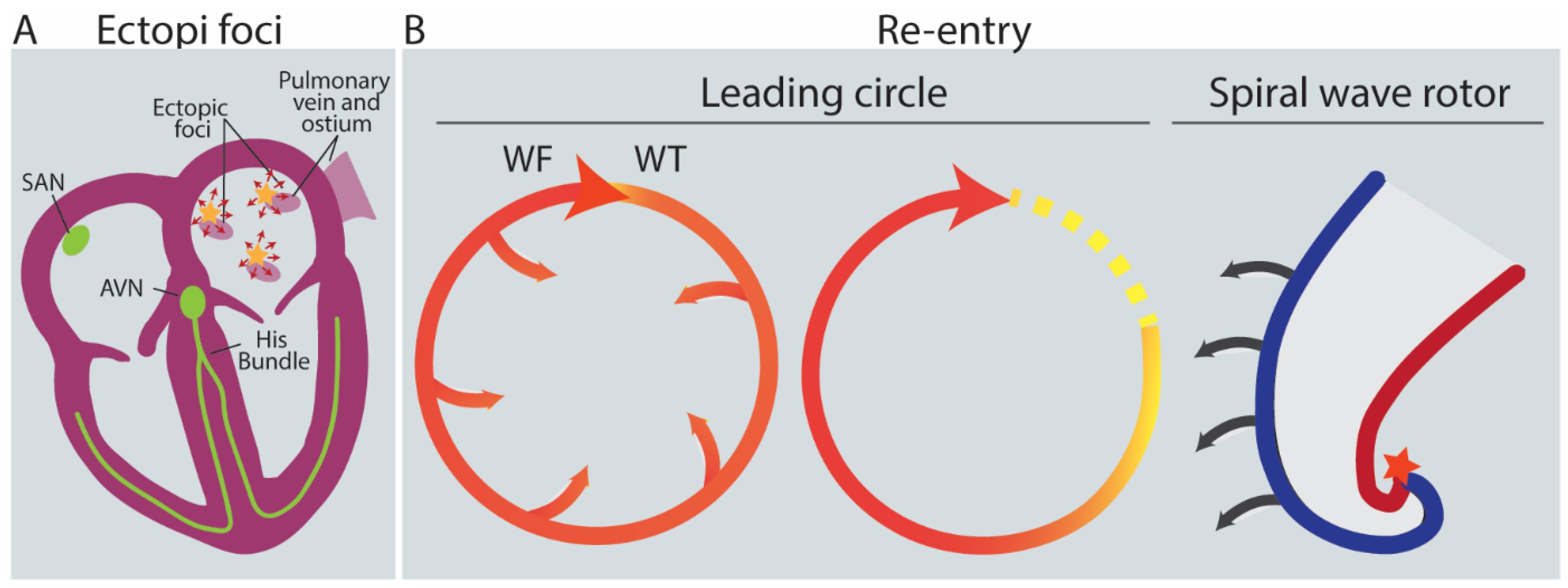 Biomedicines 11 02355 g004 Biomedicines 11 02355 g004