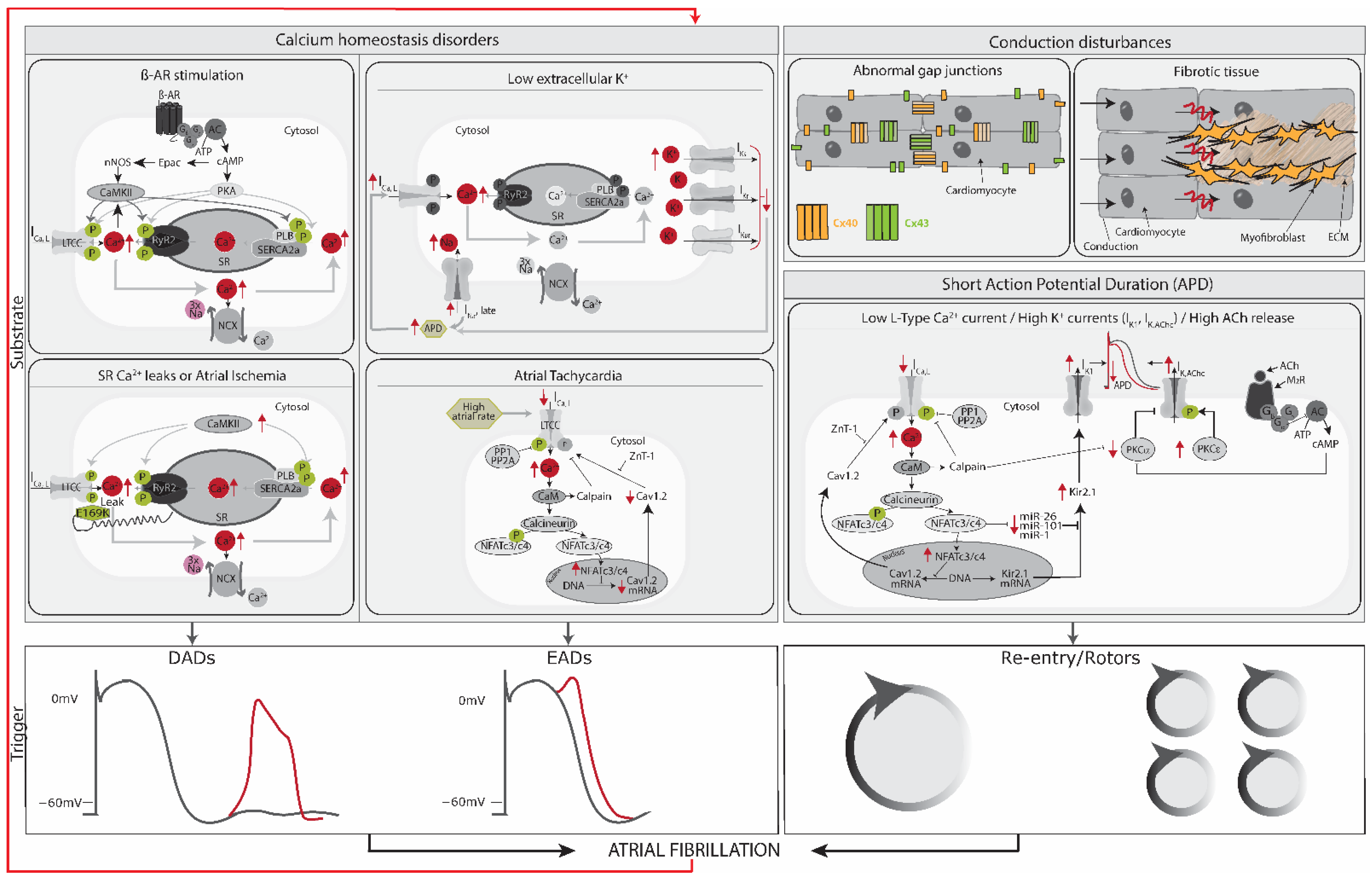 Biomedicines 11 02355 g005 Biomedicines 11 02355 g005