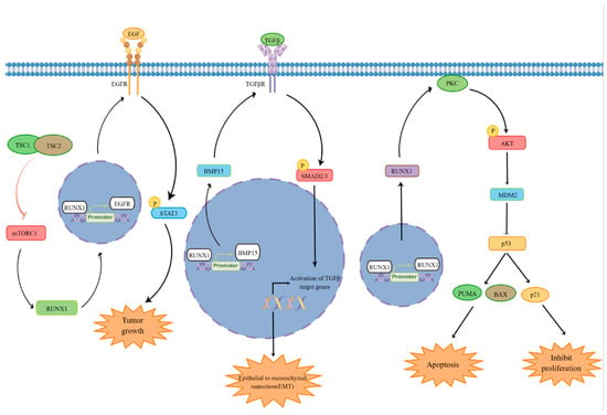 Biomedicines | Free Full-Text | RUNX1-Regulated Signaling Pathways in ...