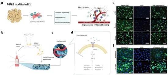 Biomedicines | Free Full-Text | Cell-Based Therapy for Urethral ...