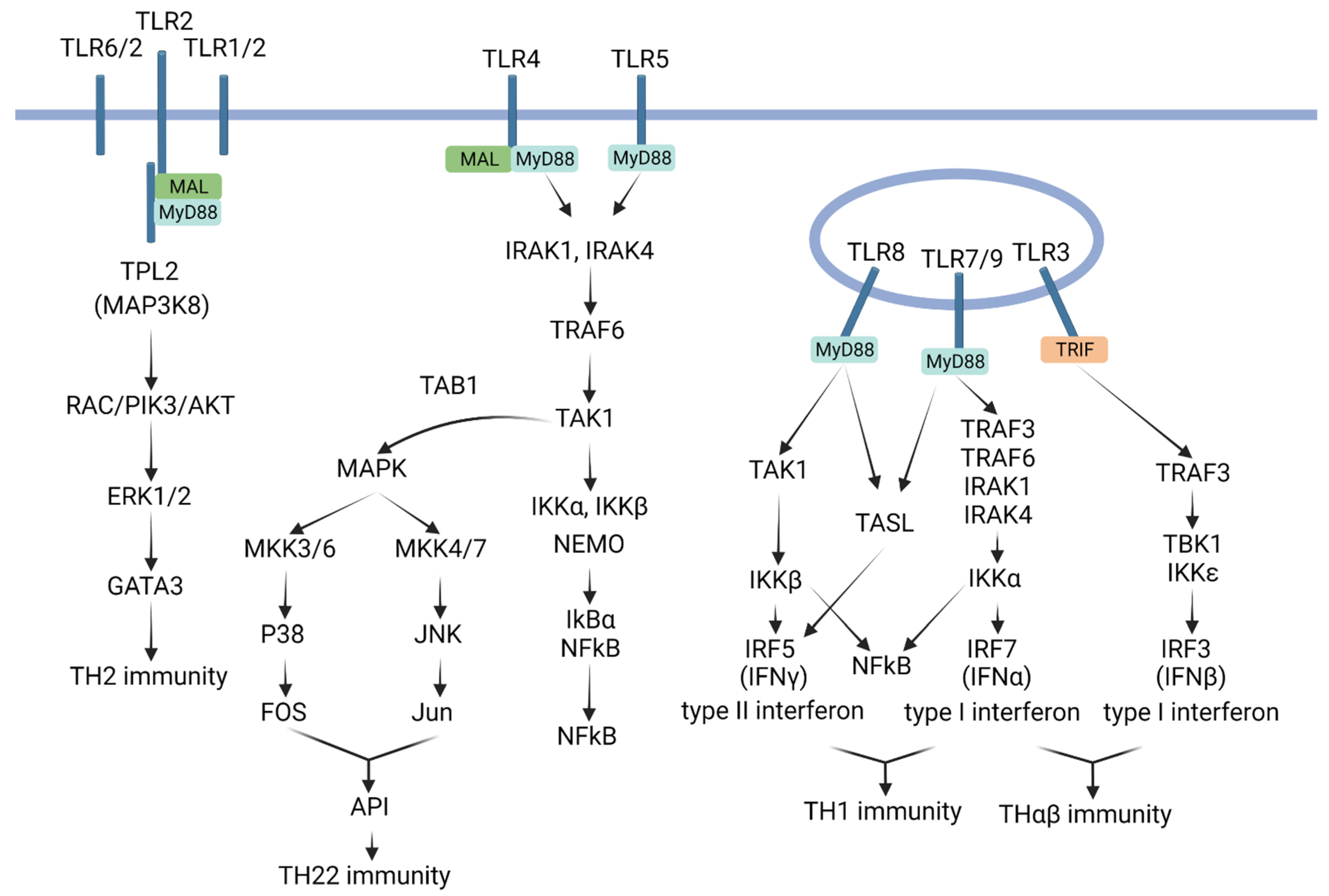 Biomedicines 11 02384 g002