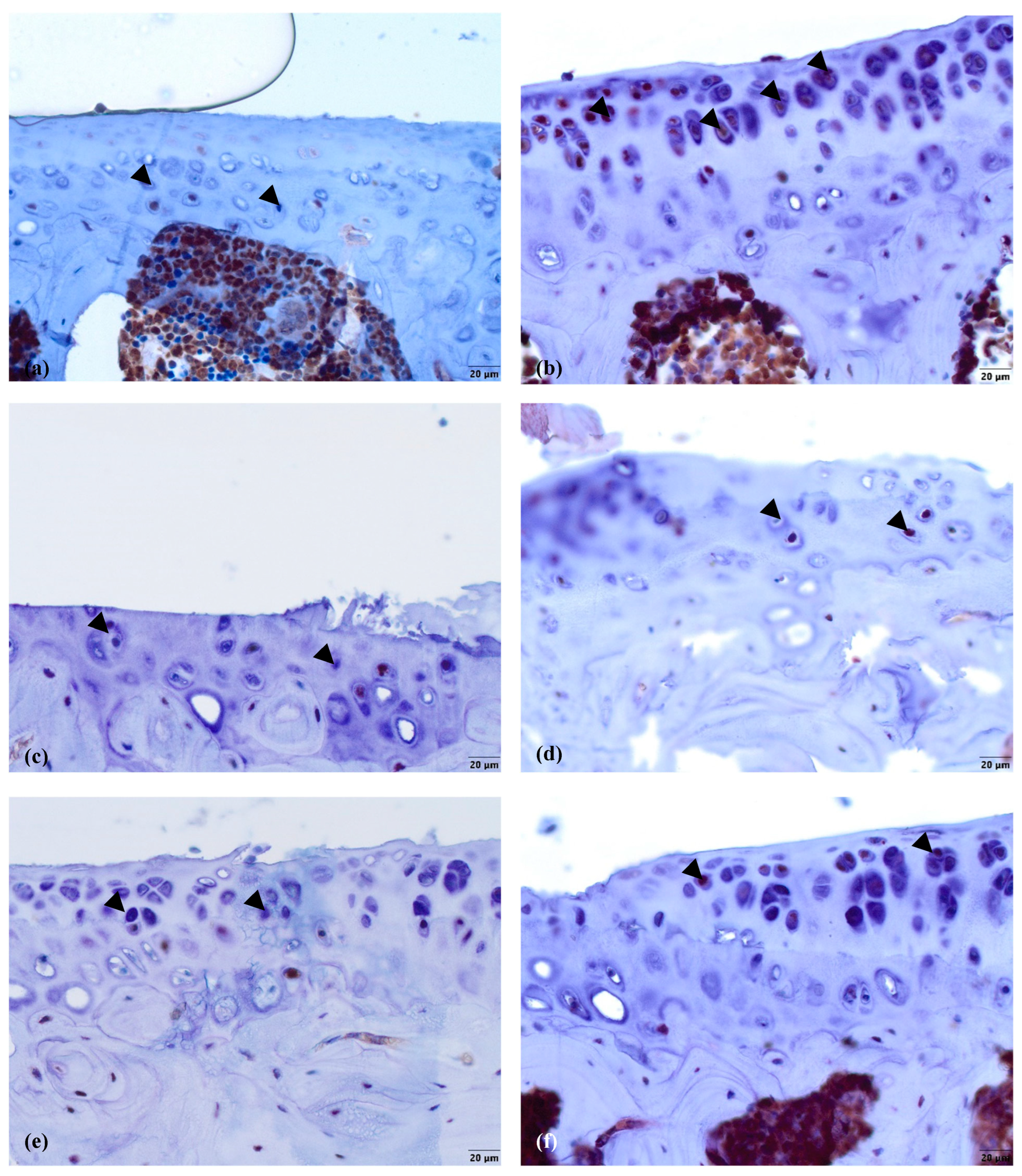 Biomedicines 11 02443 g005