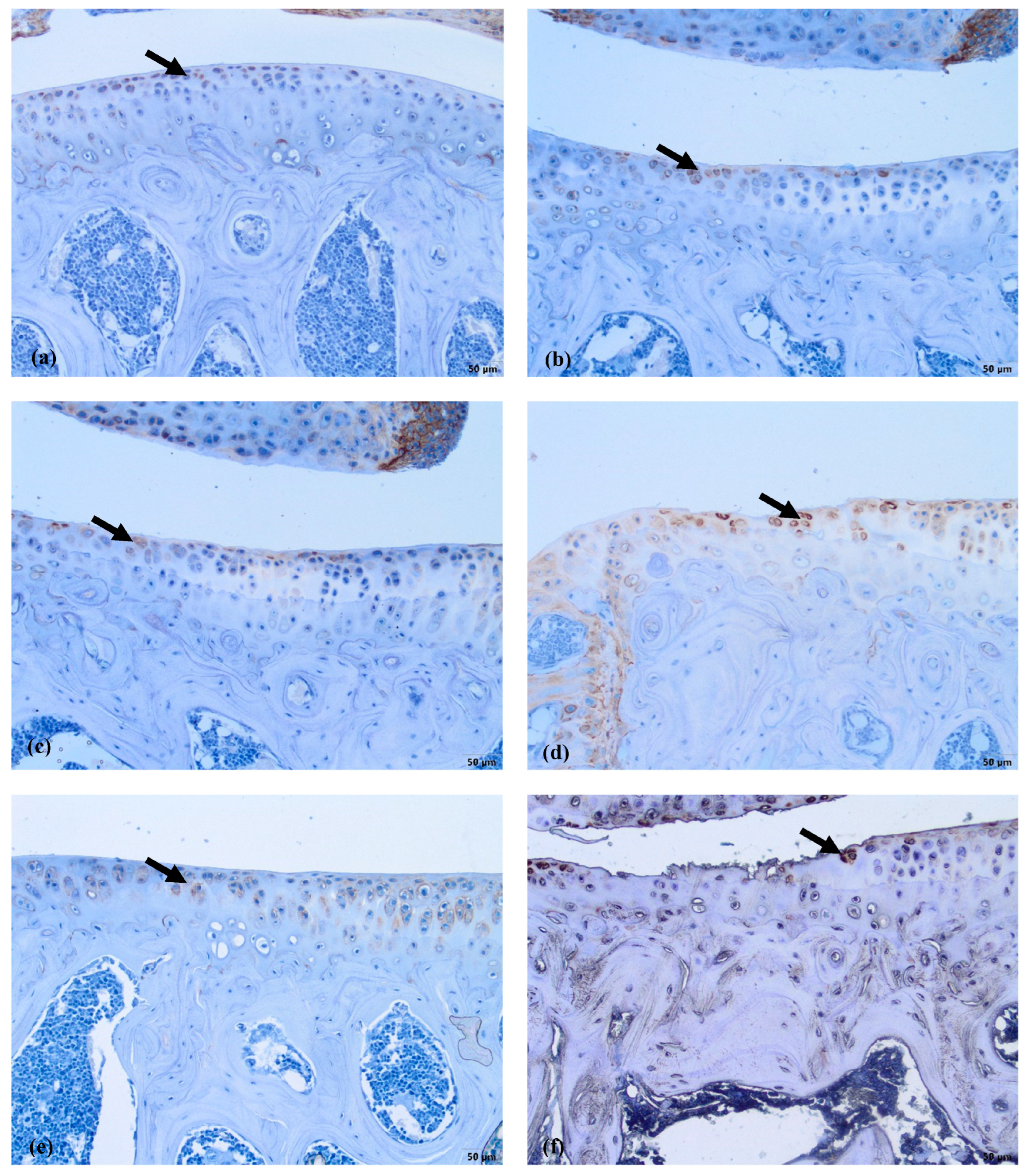 Biomedicines 11 02443 g007