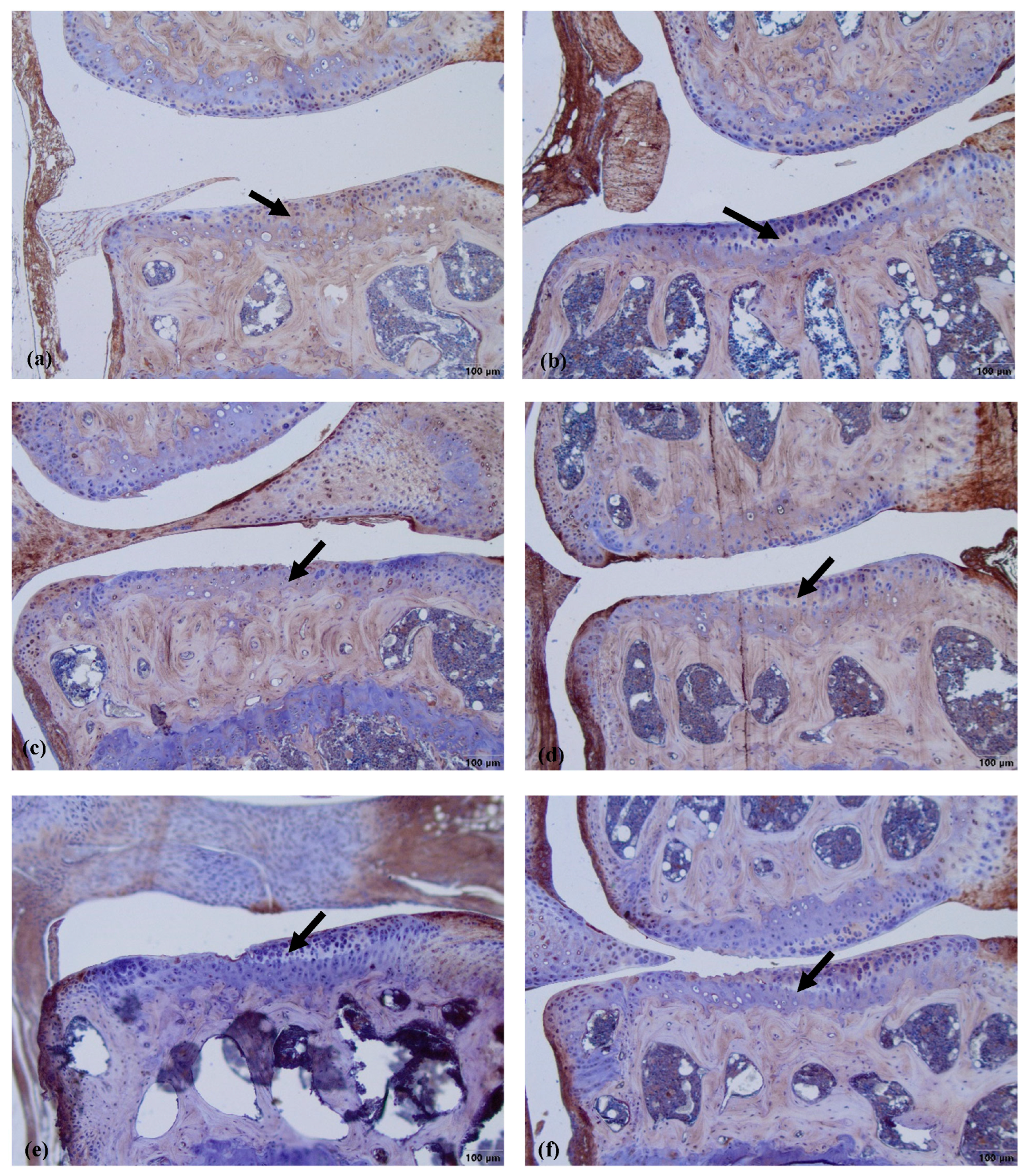 Biomedicines 11 02443 g009