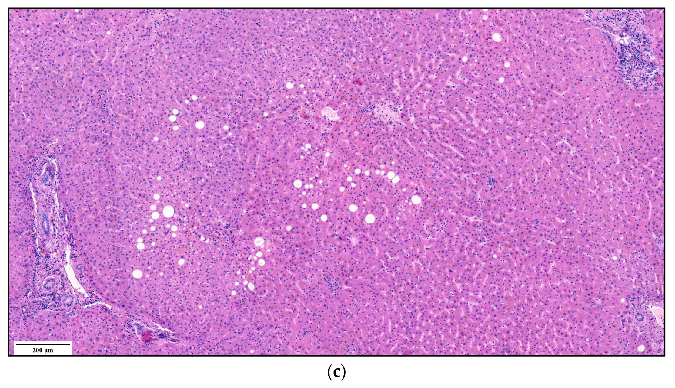 Biomedicines 11 02449 g010b