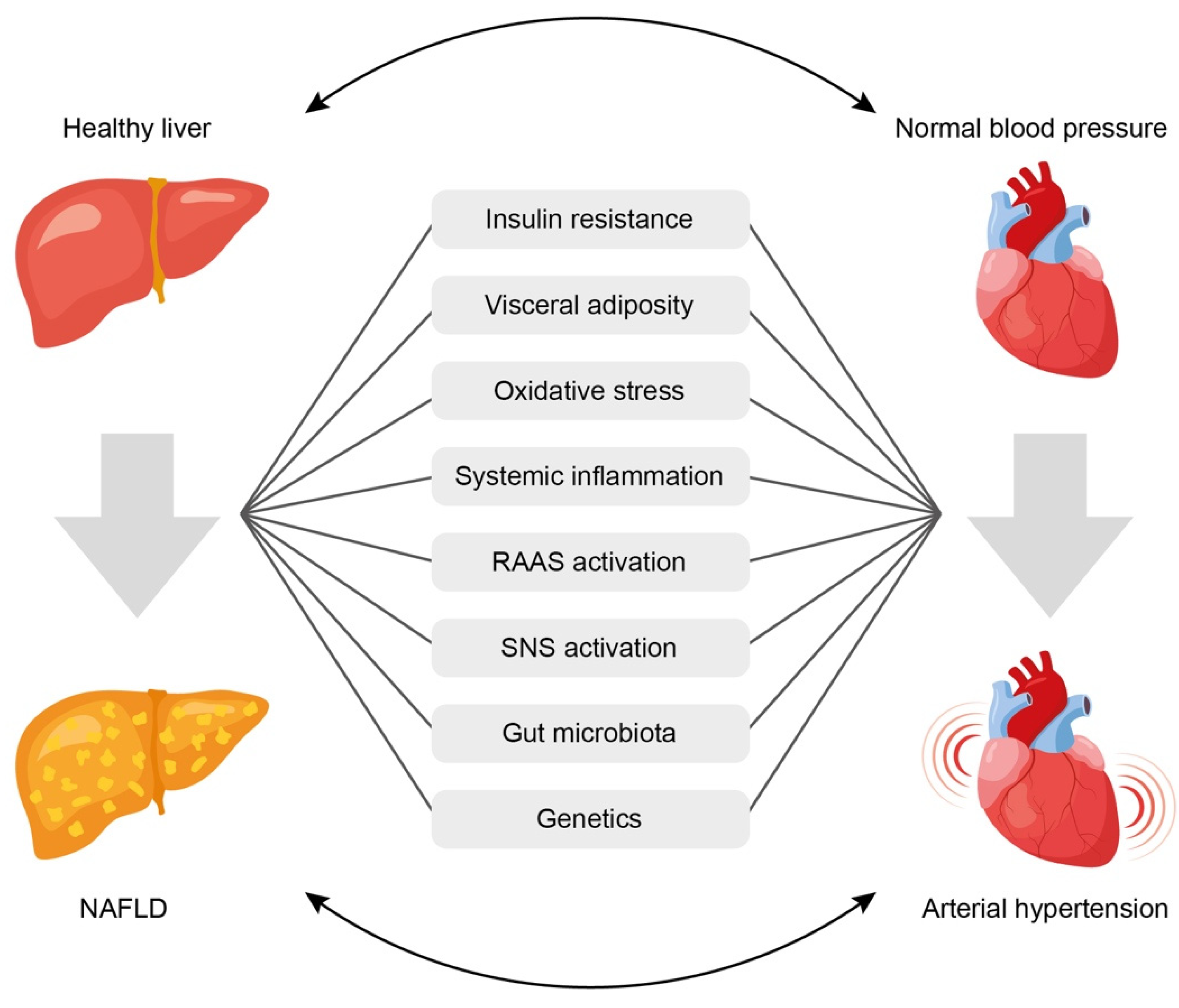 Biomedicines Free Full-Text Which Comes First, Nonalcoholic Fatty Liver Disease or Arterial Hypertension? image