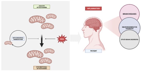 Biomedicines | Free Full-Text | Mitochondria and Brain Disease: A