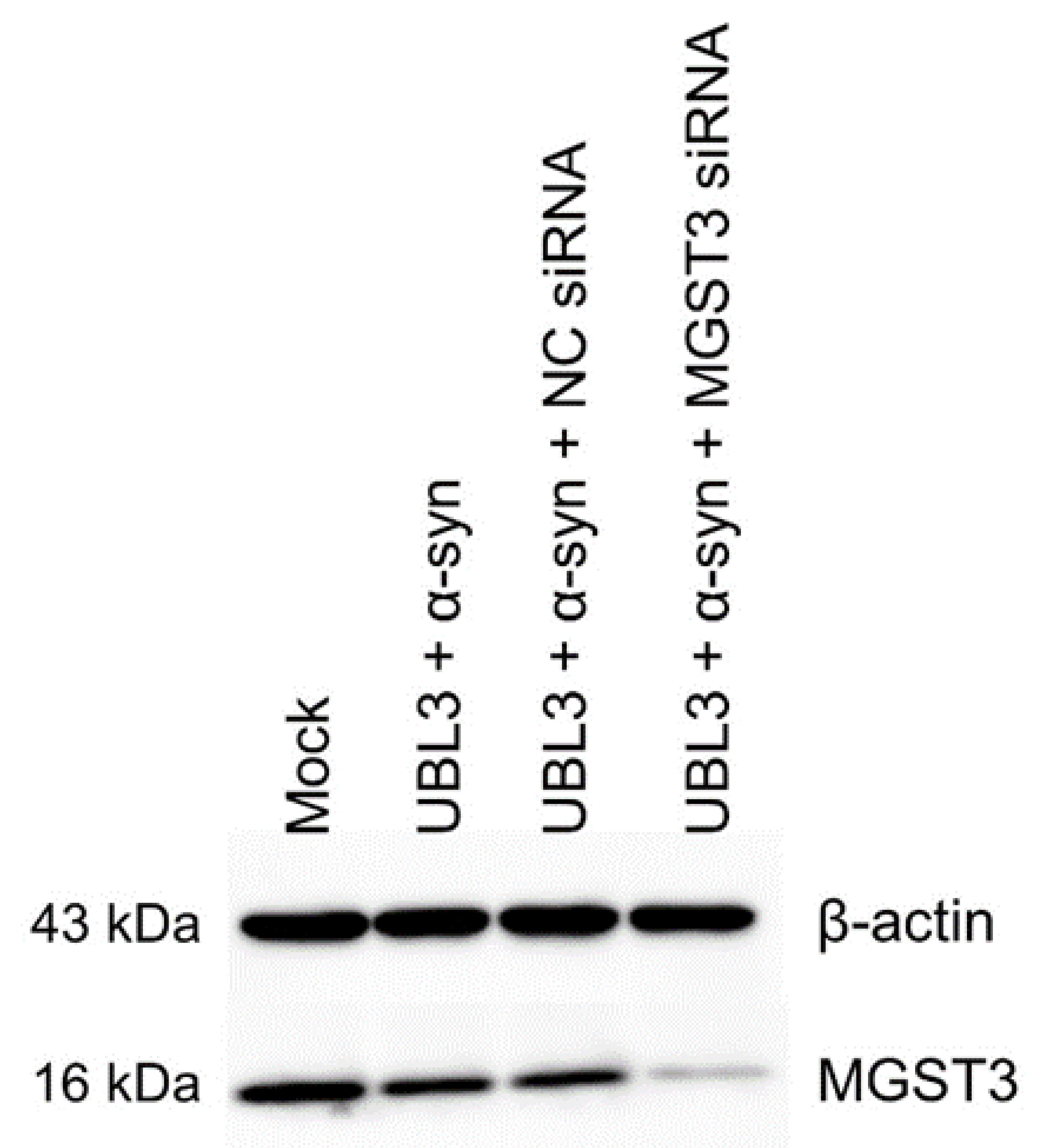 Biomedicines 11 02491 g002