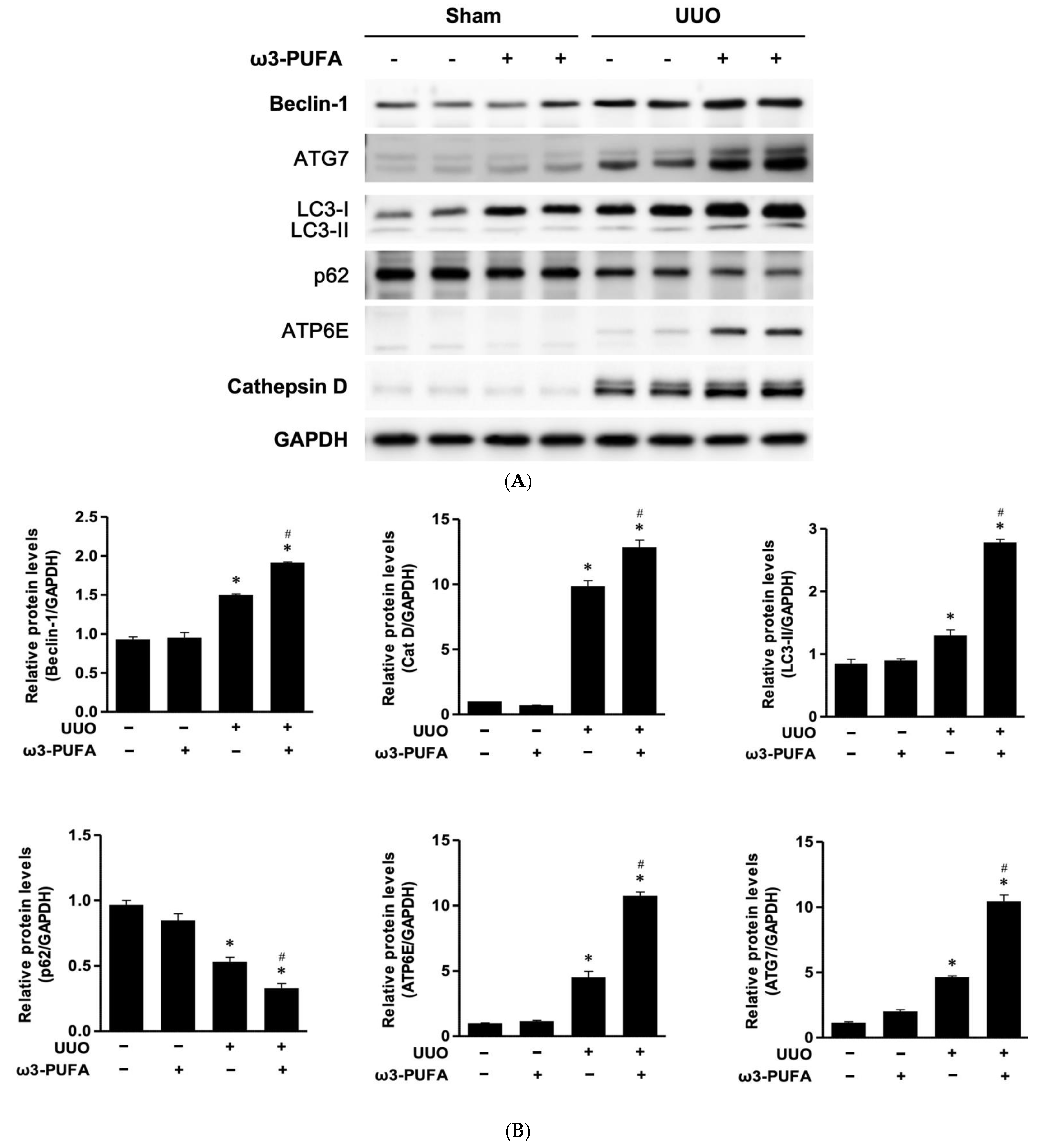 Biomedicines 11 02553 g005