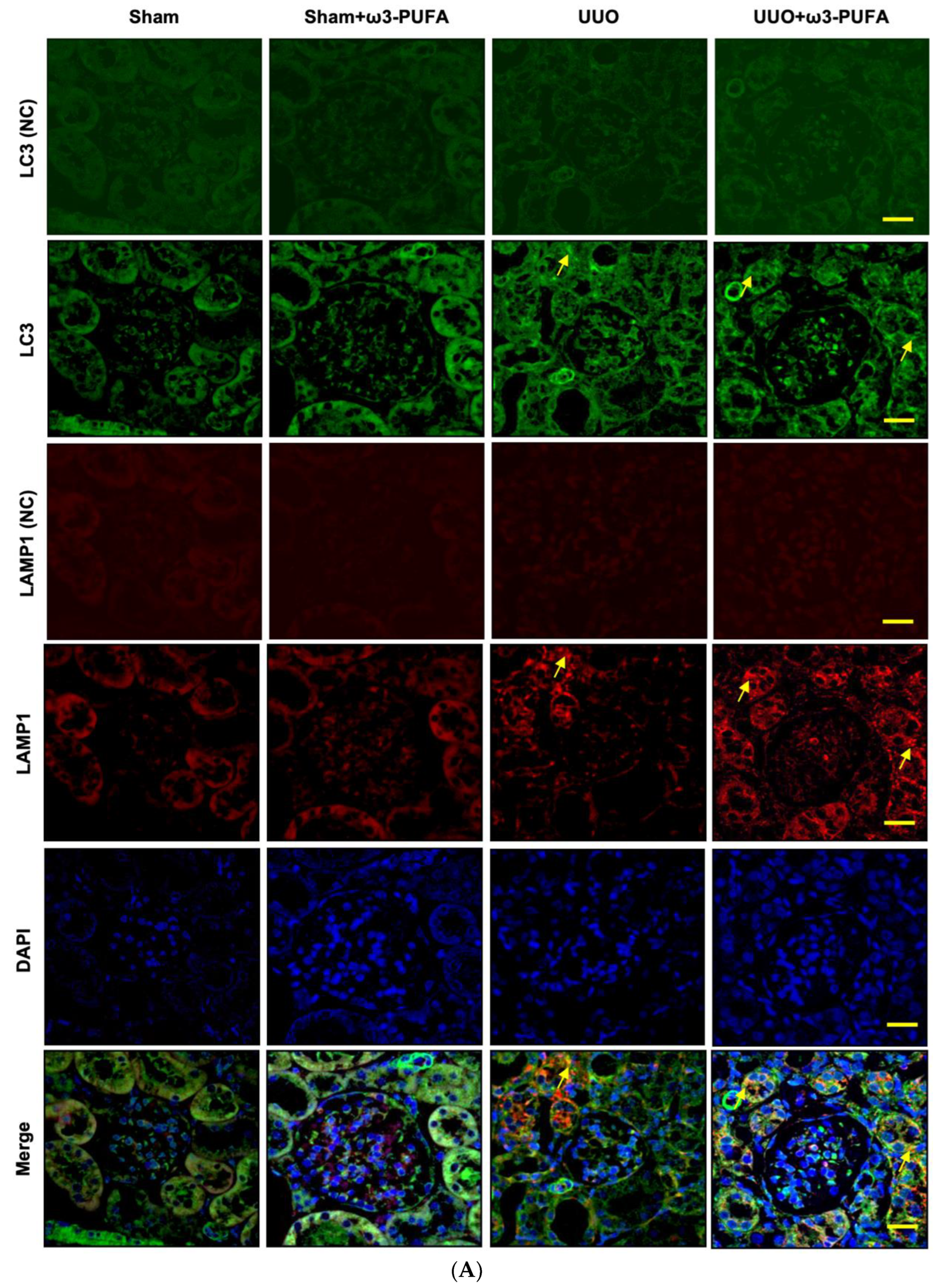 Biomedicines 11 02553 g006a