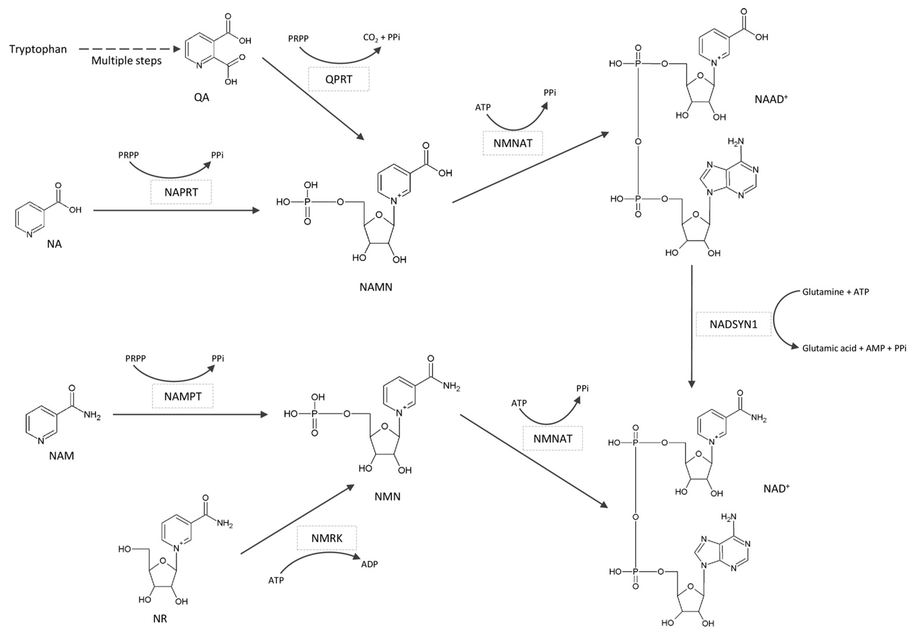 Biomedicines 11 02560 g003 Biomedicines 11 02560 g003