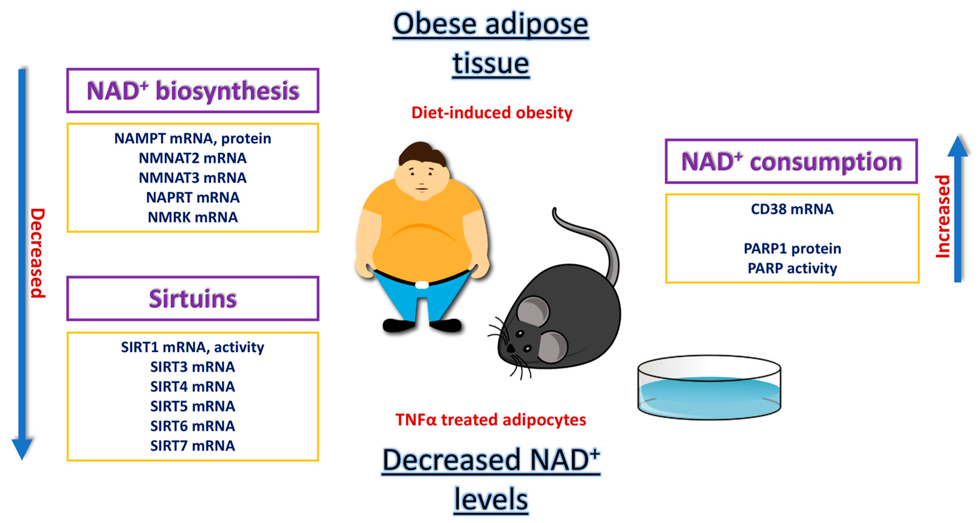 Biomedicines 11 02560 g006 Biomedicines 11 02560 g006