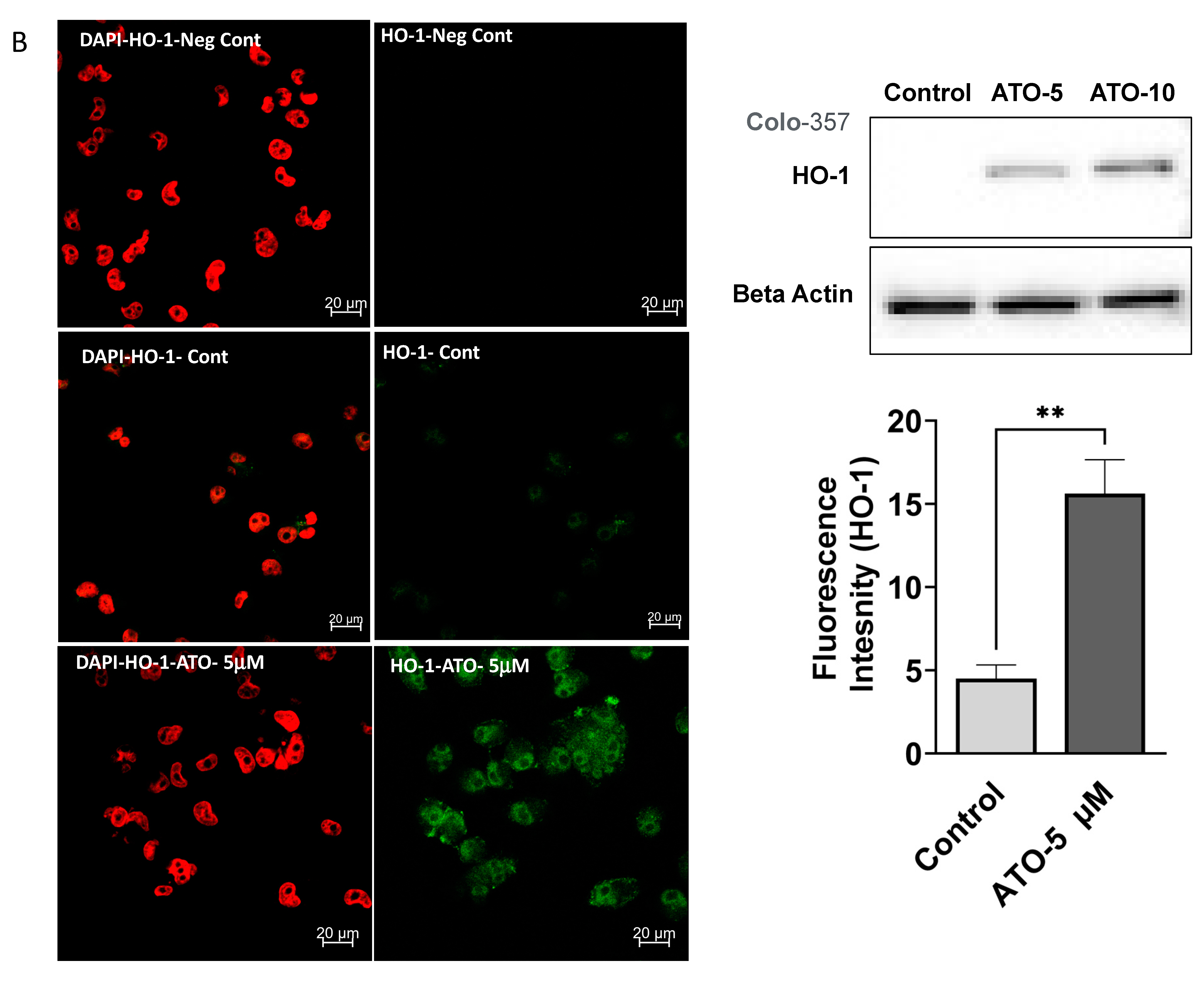 Biomedicines 11 02580 g001b