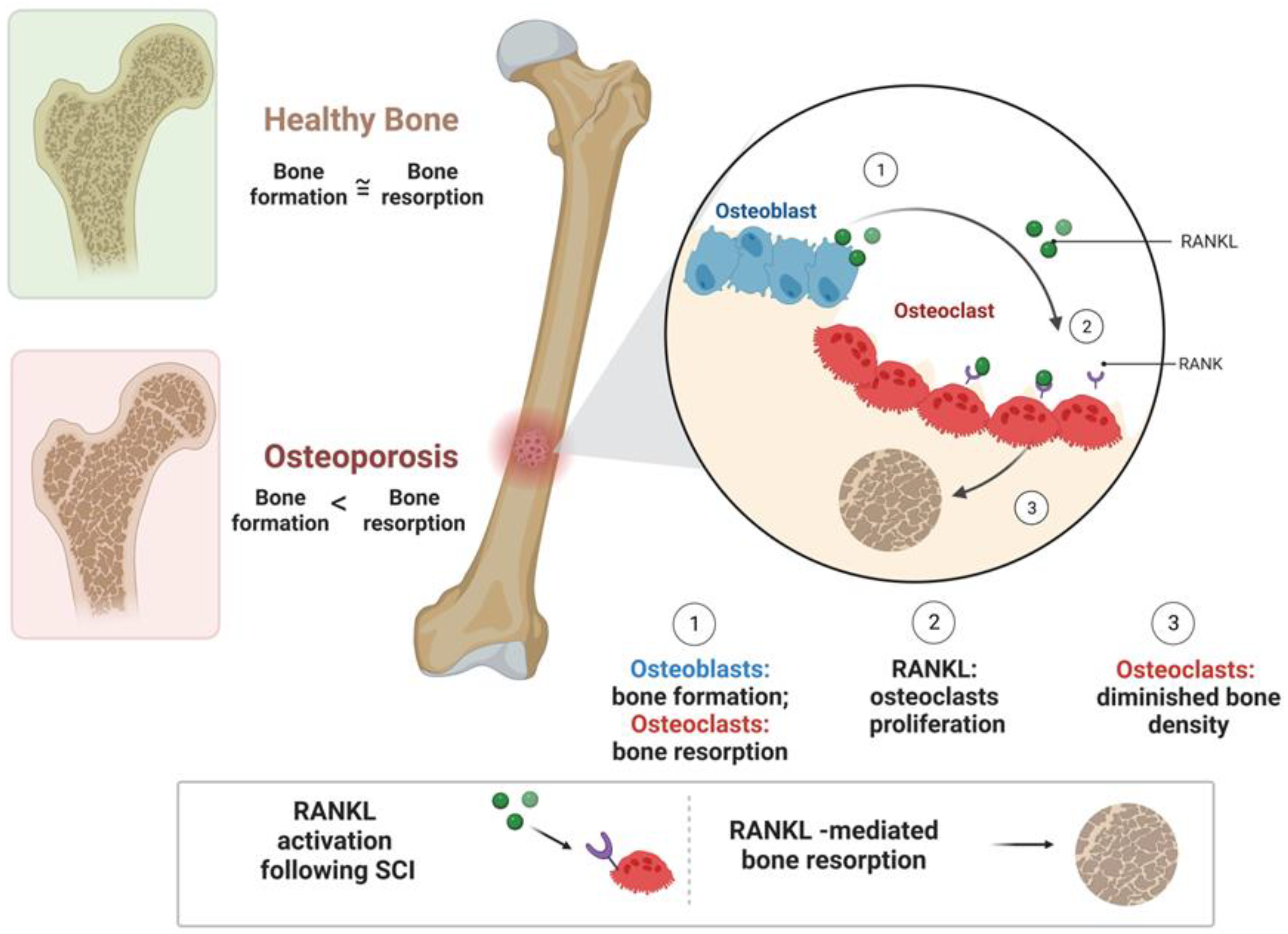 Biomedicines 11 02581 g001 Biomedicines 11 02581 g001